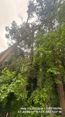 Emergency Hazard Tree Removal and Rigging Operations in SeaTac, WA