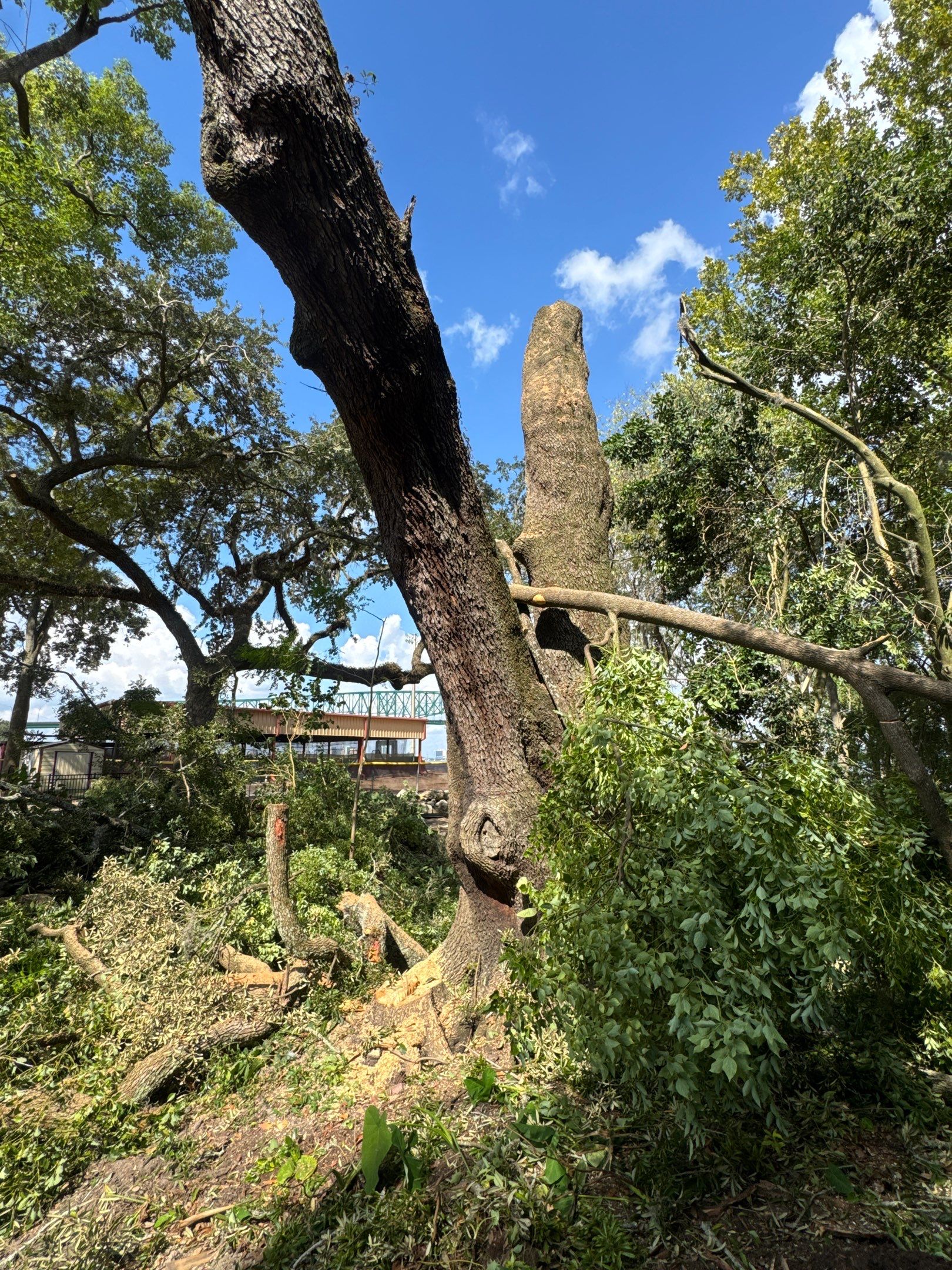 Tree Removal | Episcopal Softball Field by ProGreen Services