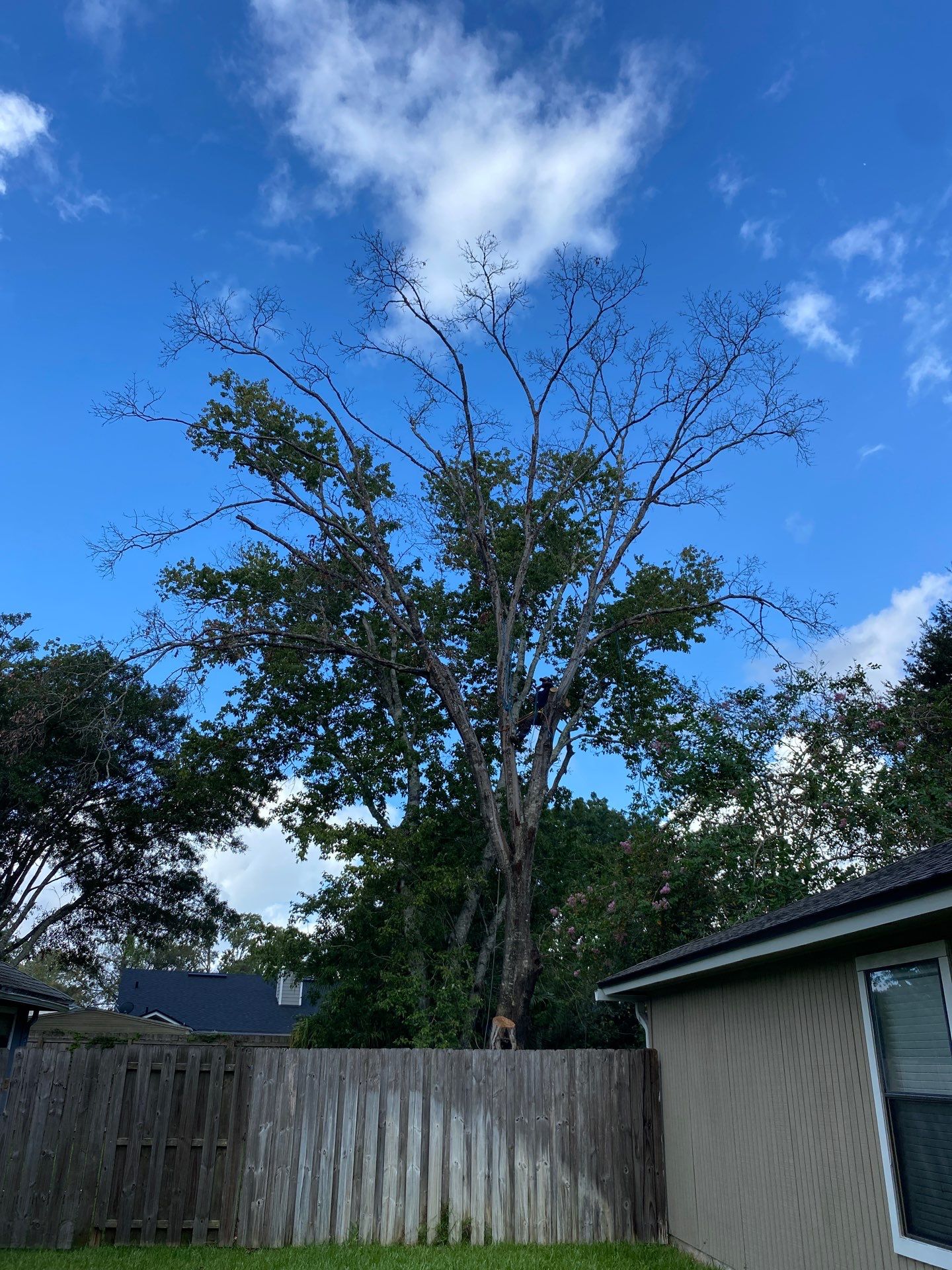 Tree Removal | Residential by ProGreen Services