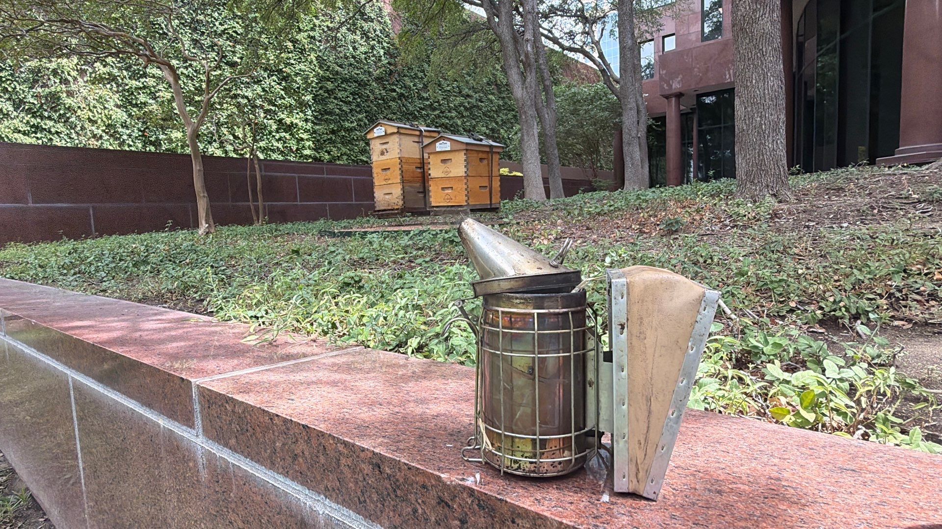 Urban Bees in North Dallas by Rockwall Honey Bee Company