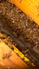 Garage by Rockwall Honey Bee Company