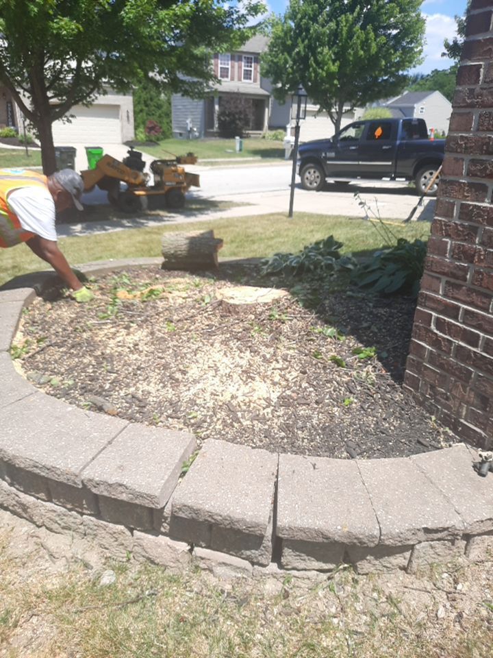 Tree Removal using Tree Removal by Mike Jones & Sons Tree Service LLC 