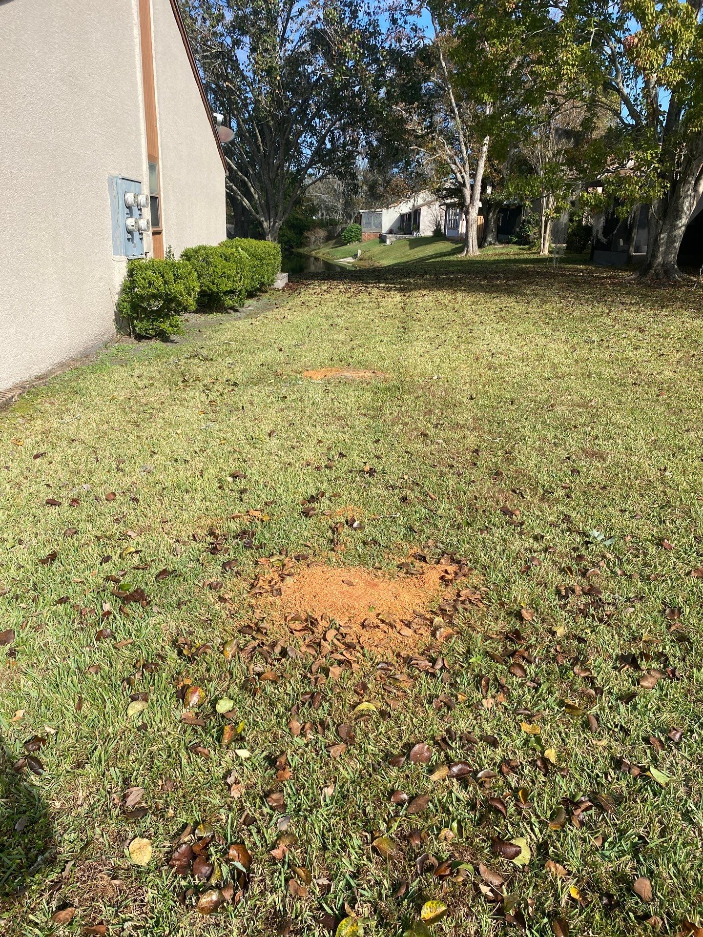 Residential | Tree Removal & Trimming by ProGreen Services