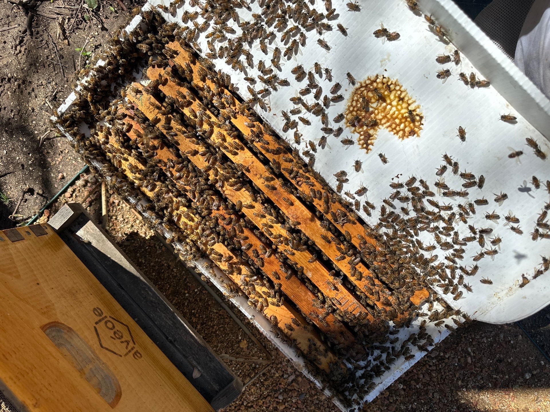 Urban Bees in North Dallas by Rockwall Honey Bee Company