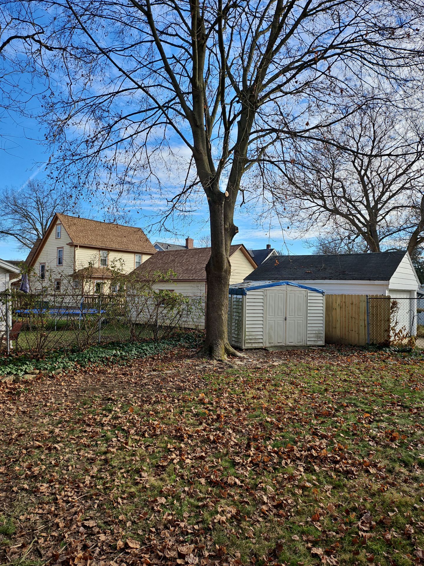 Tree Trimming using Tree Pruing by Mike Jones & Sons Tree Service LLC 