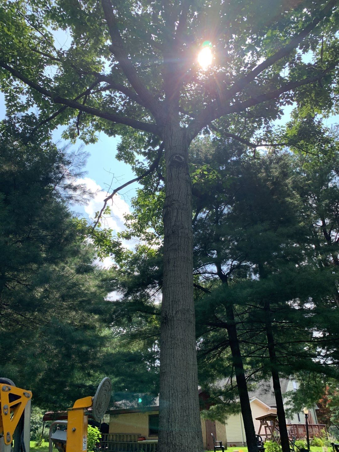 Tree Trimming & Tree Removal in Akron Ohio by Mike Jones & Sons Tree Service LLC 