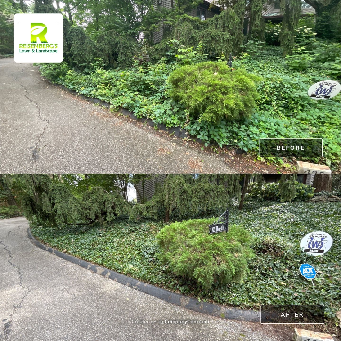 Landscape Cleanup, Removal and Treatment of Sapplings by Reisenberg’s Lawn & Landscape, LLC