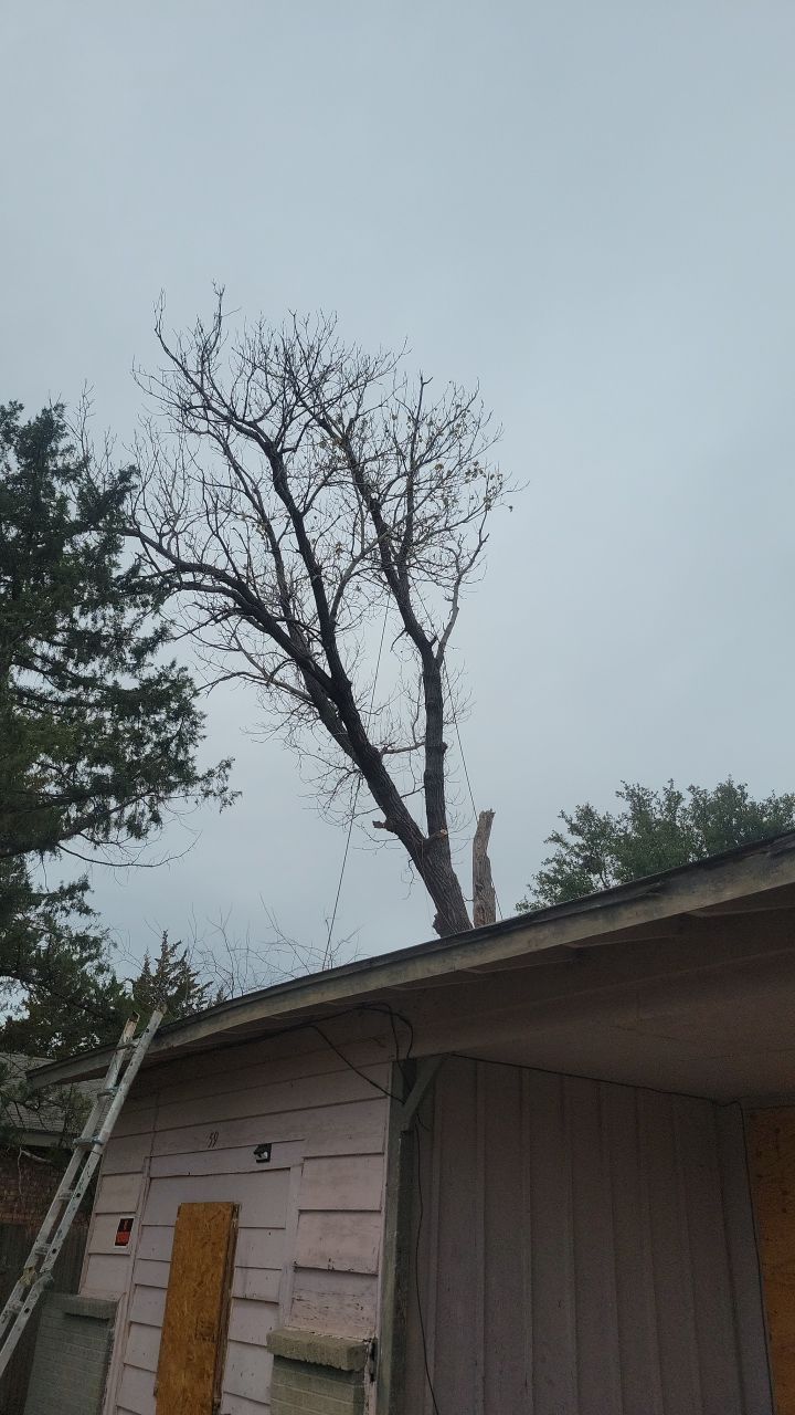 Tree Removal using Chainsaws by Clays Services Inc