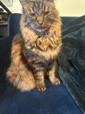 CoCam Scavenger Hunt using cat