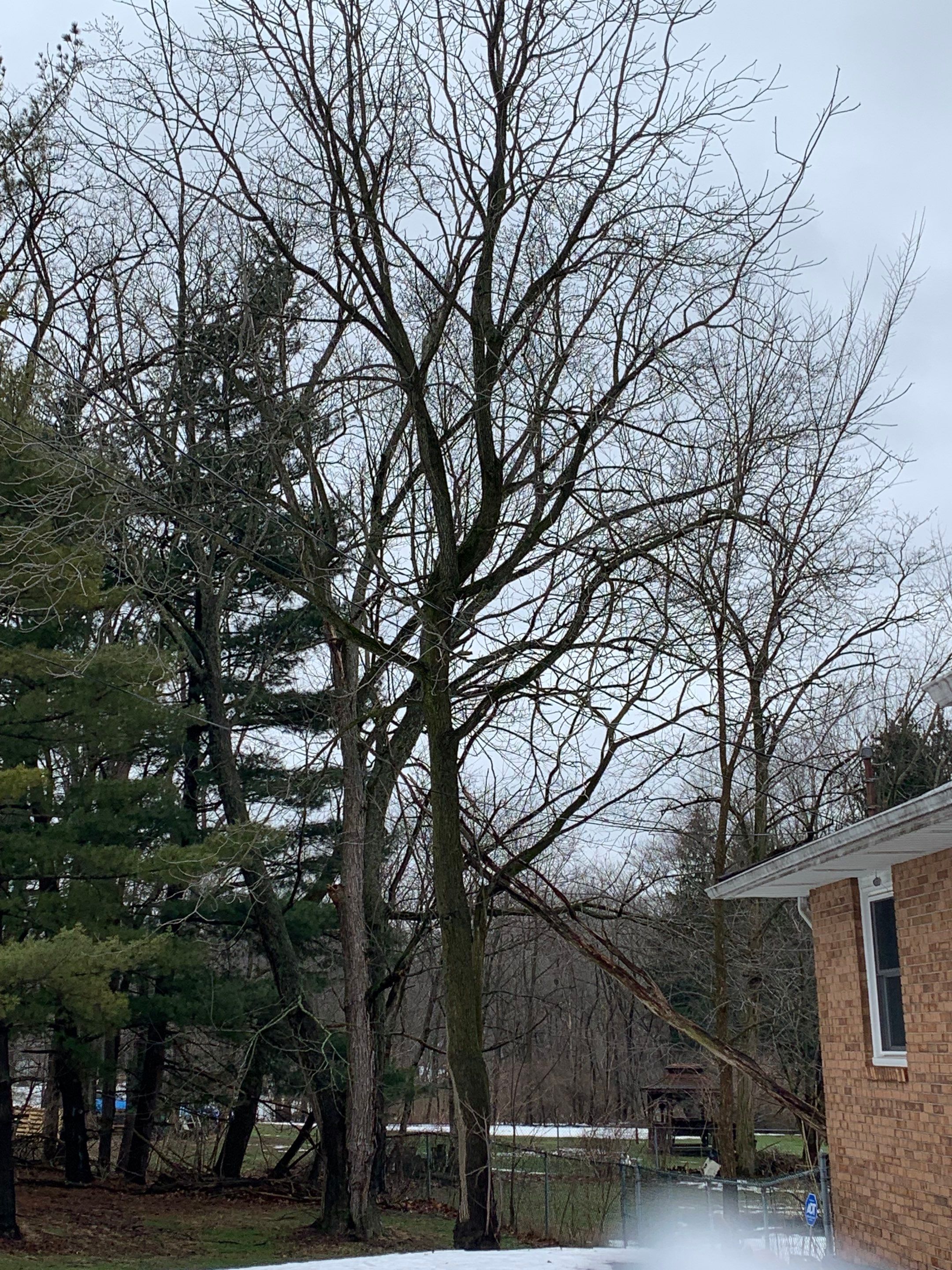 Tree Trimming using Tree Pruing by Mike Jones & Sons Tree Service LLC 