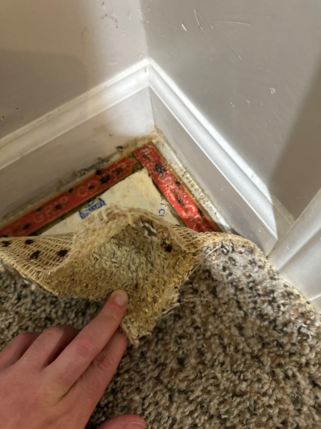 Project in South Lyon by EzDry Water Mitigation & Property Restoration