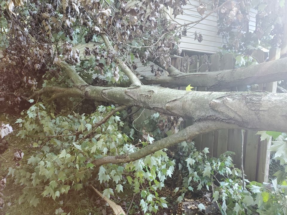 Storm Damaged Tree Removal  by Mike Jones & Sons Tree Service LLC 