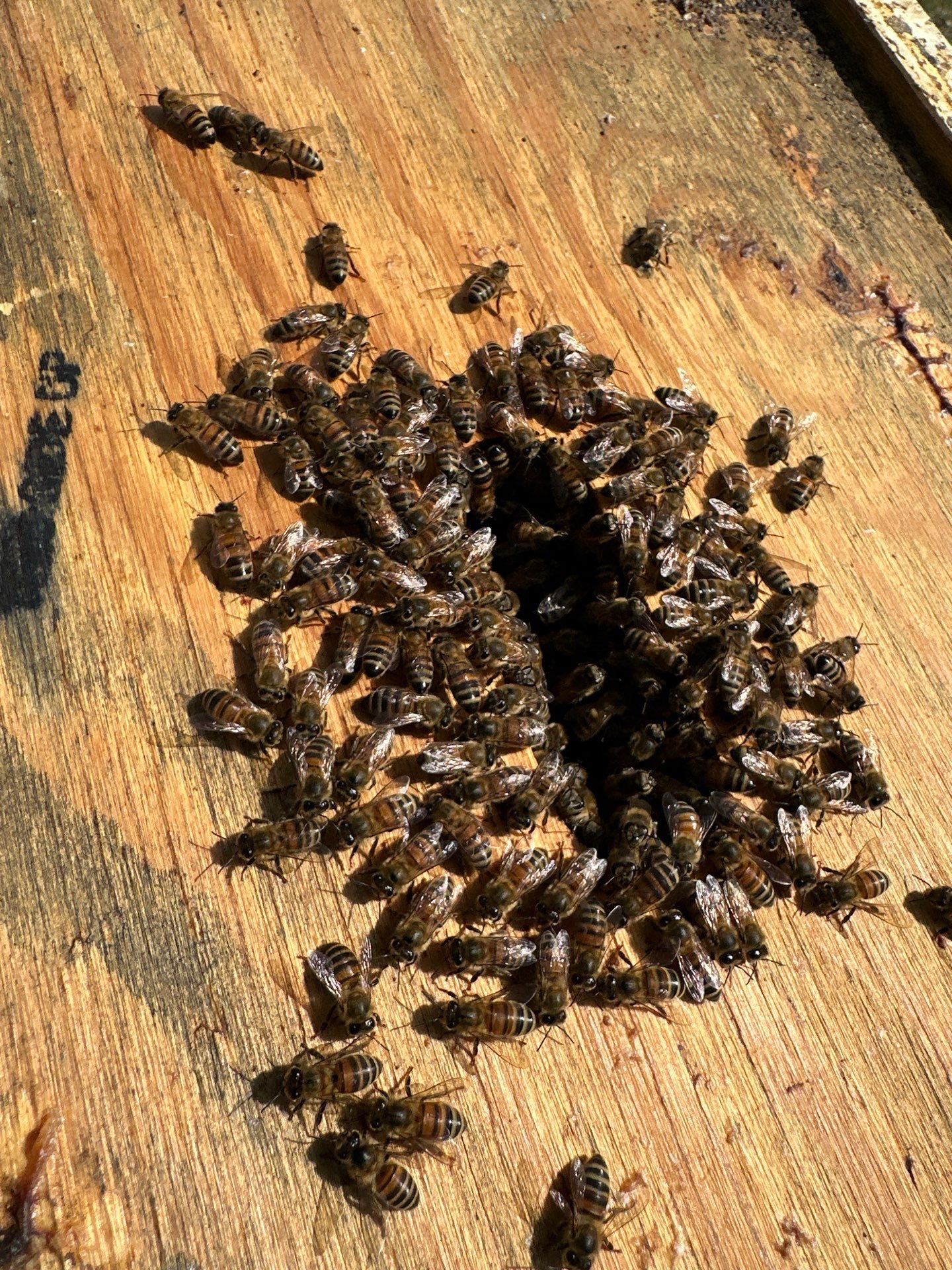 Bees for Ag. Exemption in Heath by Rockwall Honey Bee Company