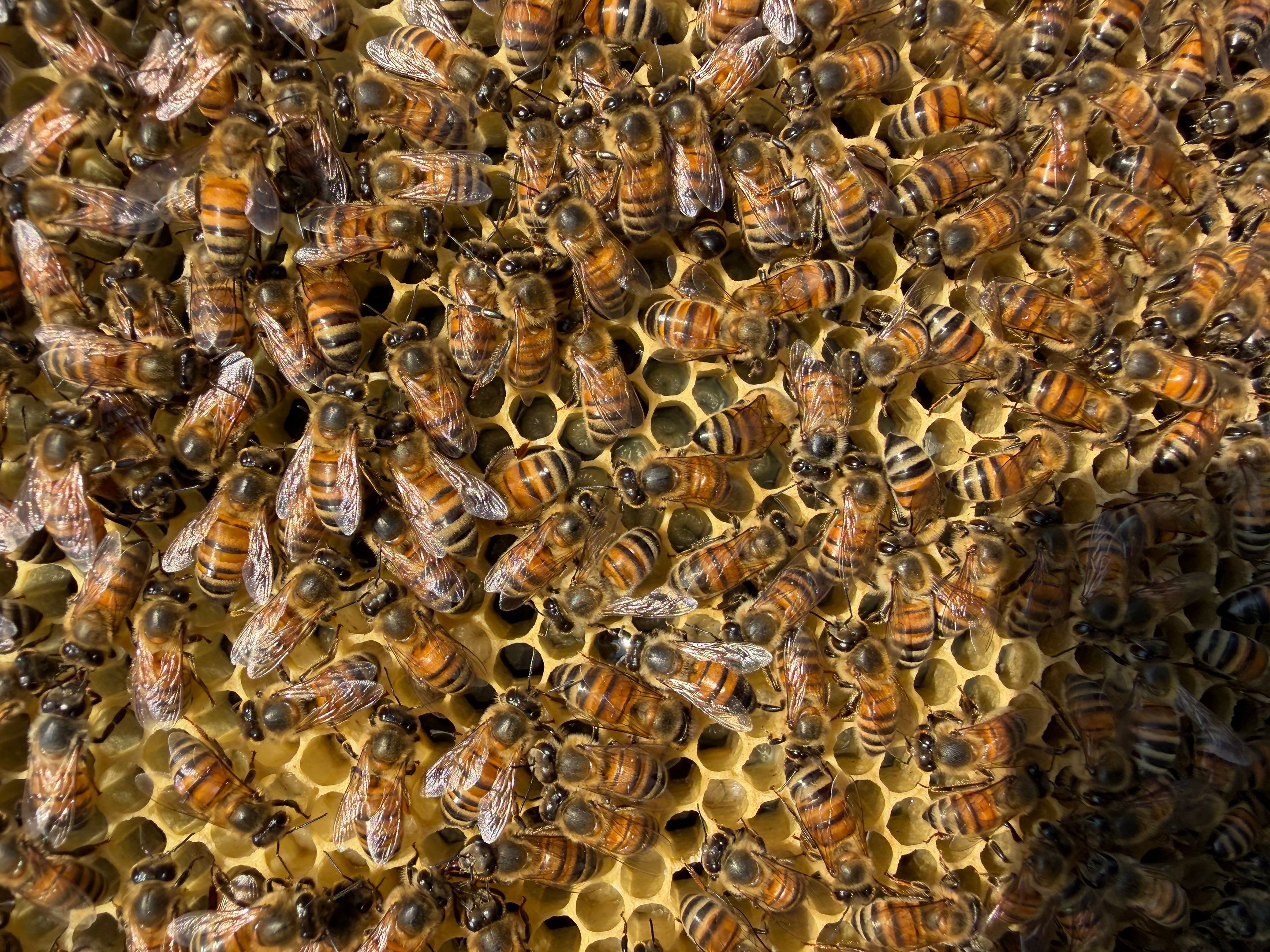 Baseball Diamond Apiary by Rockwall Honey Bee Company
