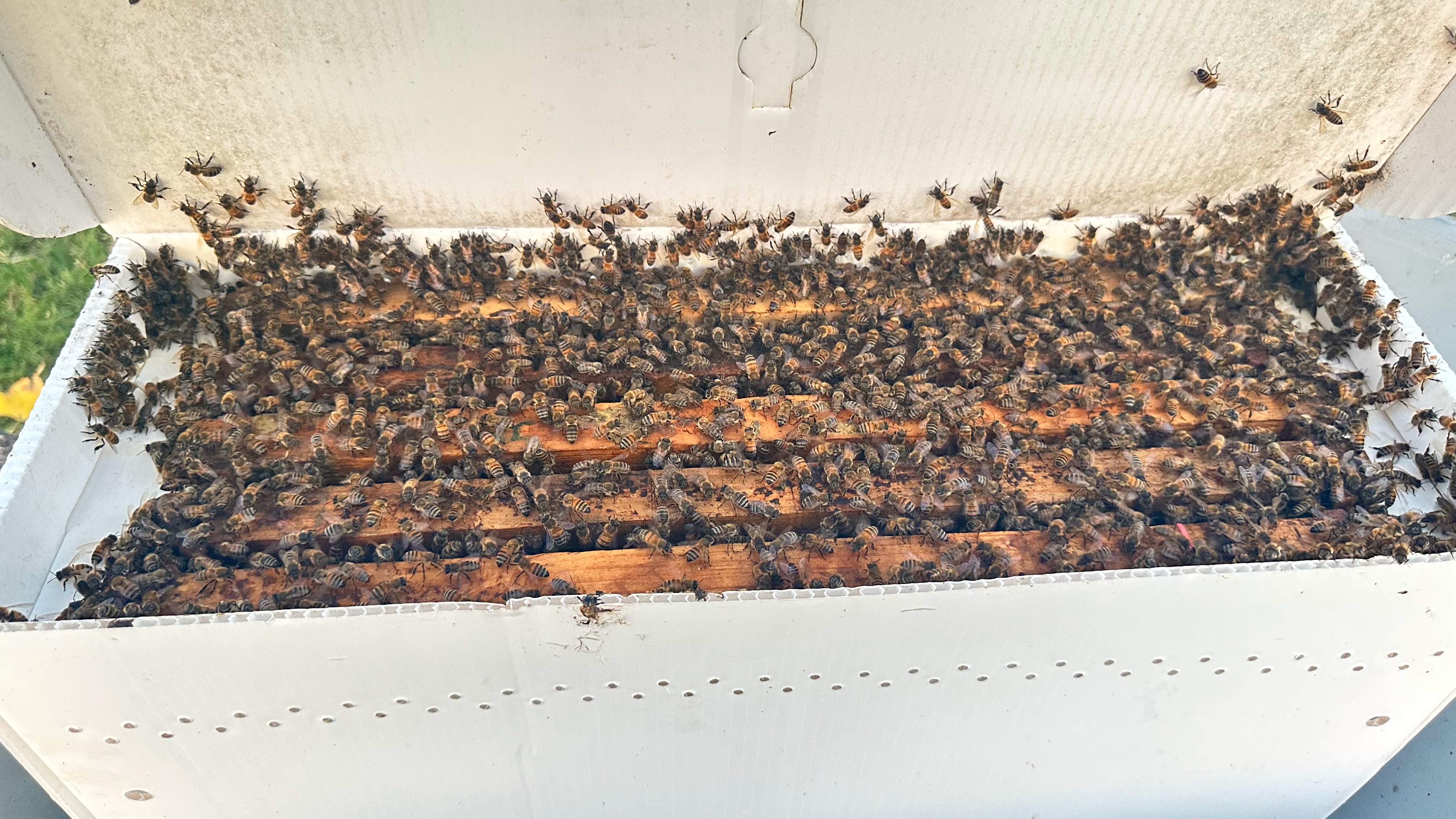 Rockwall Honey Bee Company HQ by Rockwall Honey Bee Company