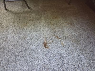 Carpet Cleaning with Stain Removal