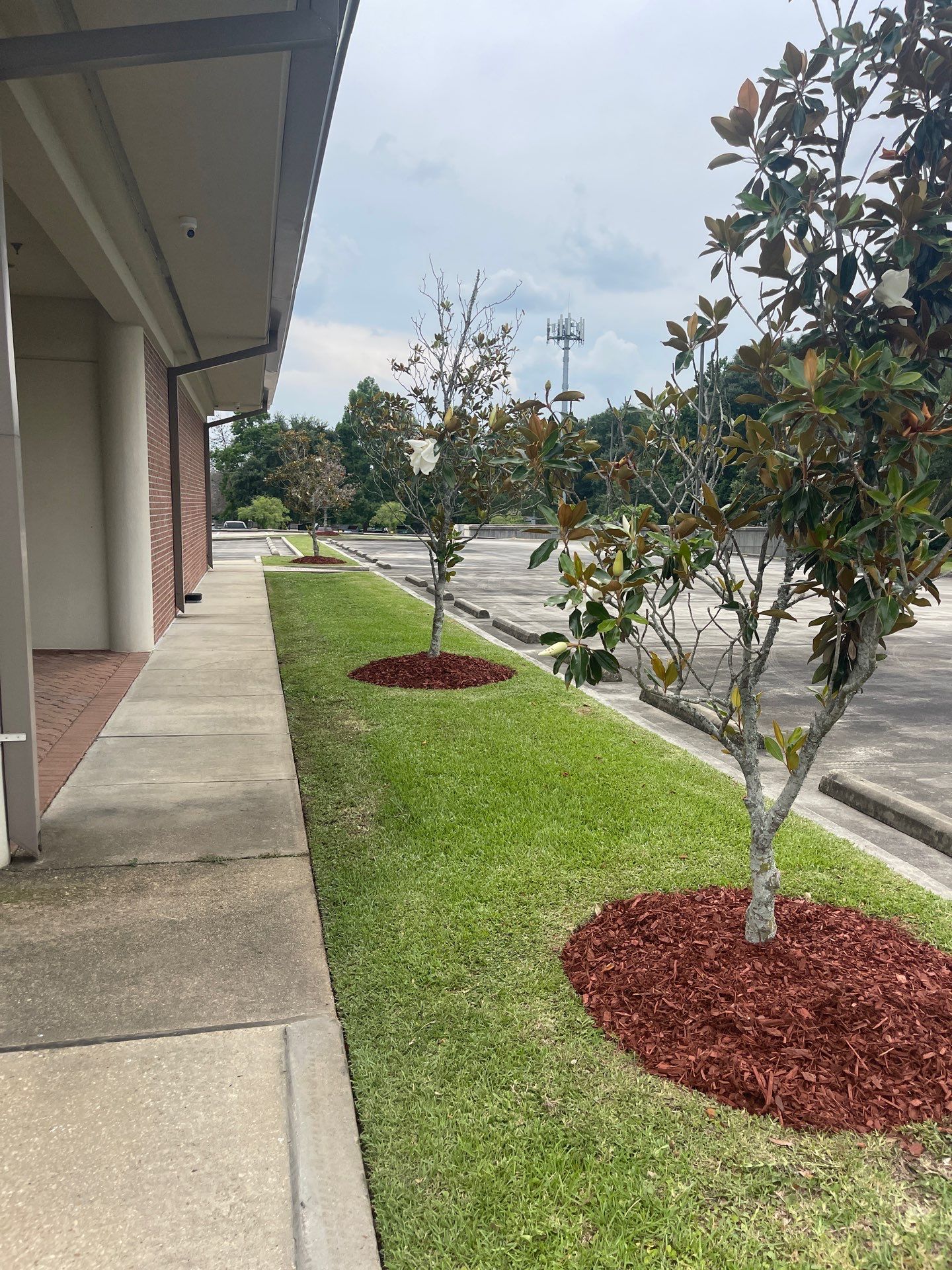 COMMERCIAL: BED CLEAN / MULCH INSTALL  by CutScape, LLC.