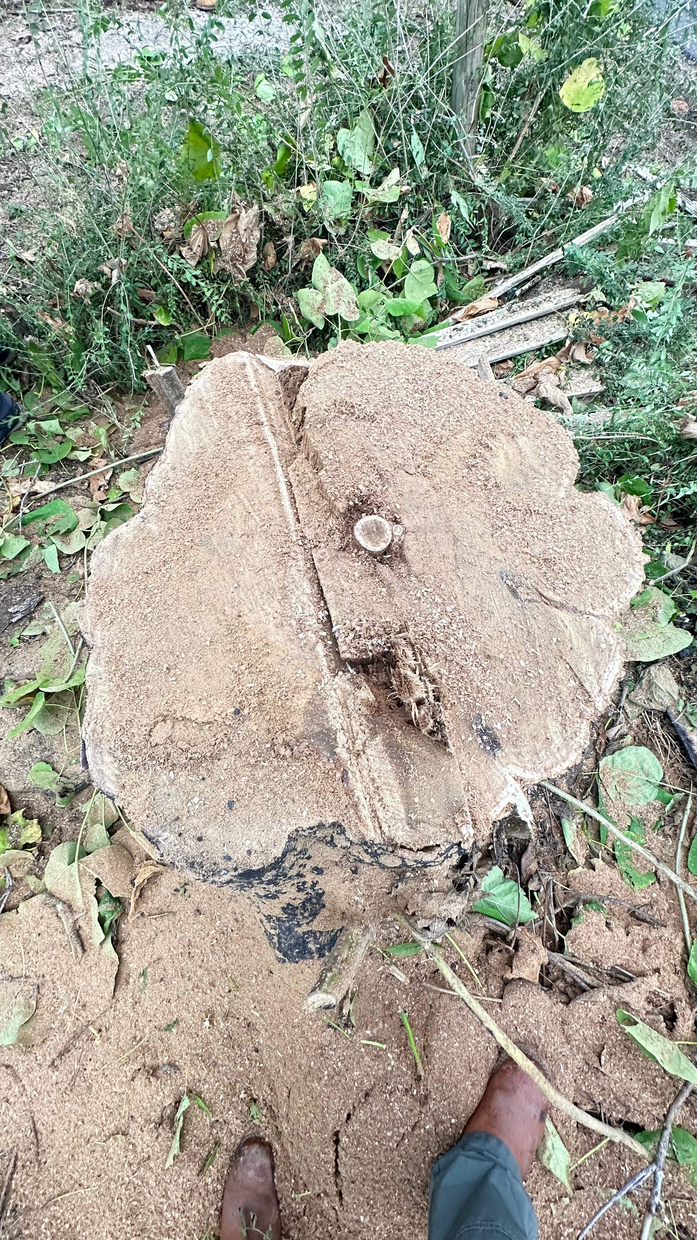 City Tree Company  by Rockwall Honey Bee Company