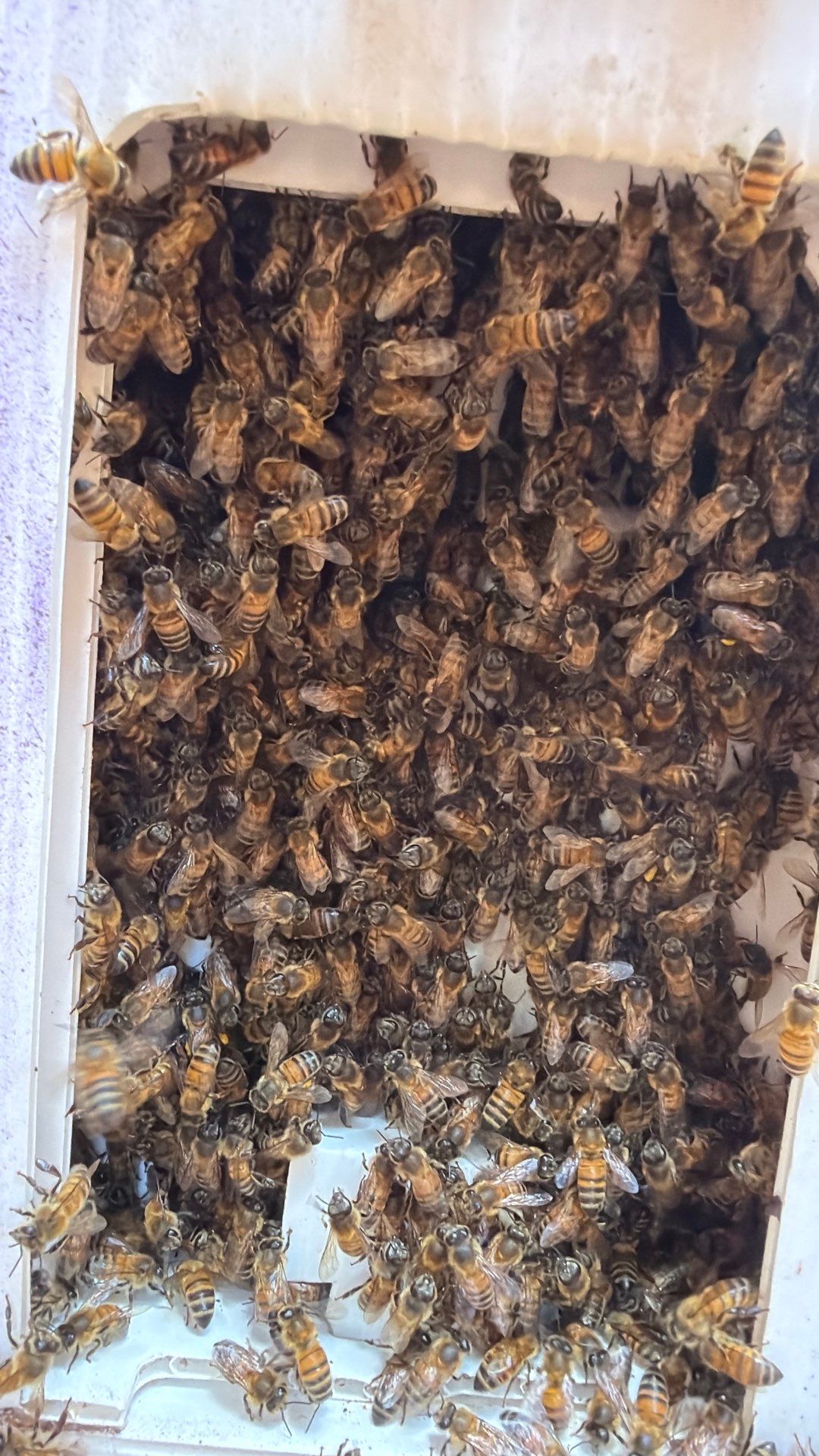 Cavern-Crack Tree Bees by Rockwall Honey Bee Company