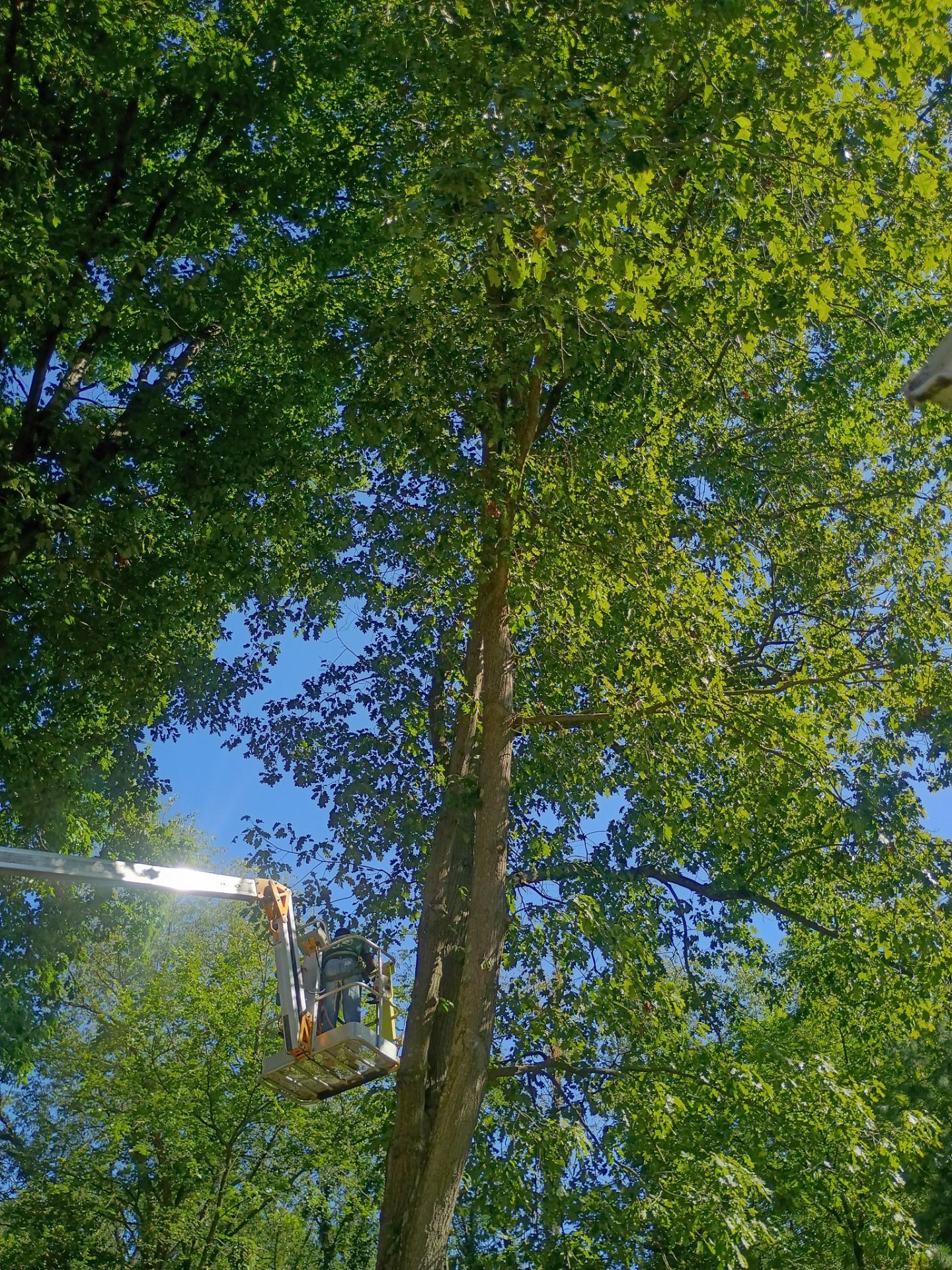 Tree Trimming & Tree Removal in Akron Ohio by Mike Jones & Sons Tree Service LLC 