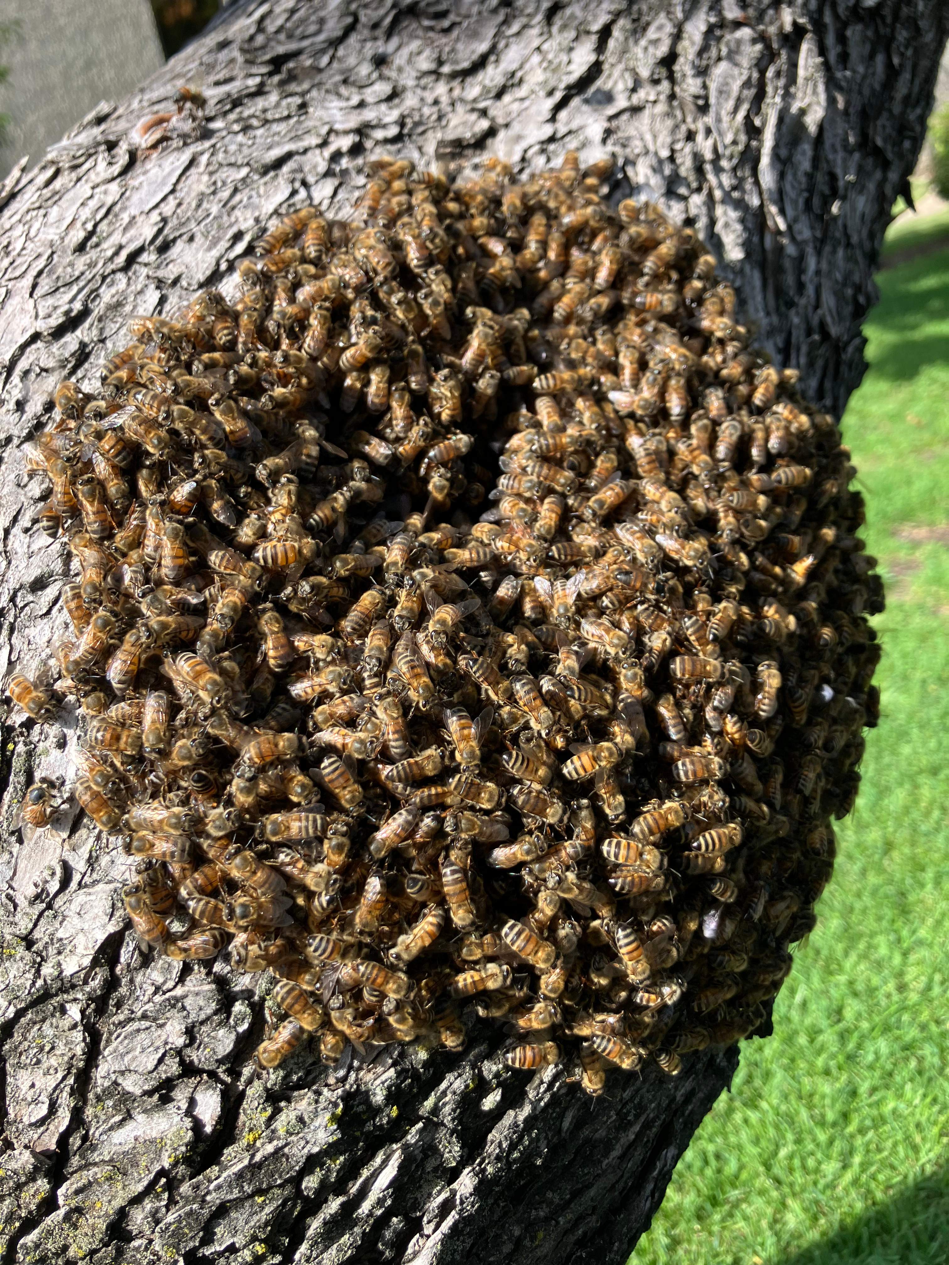 Favorite Tree Job by Rockwall Honey Bee Company