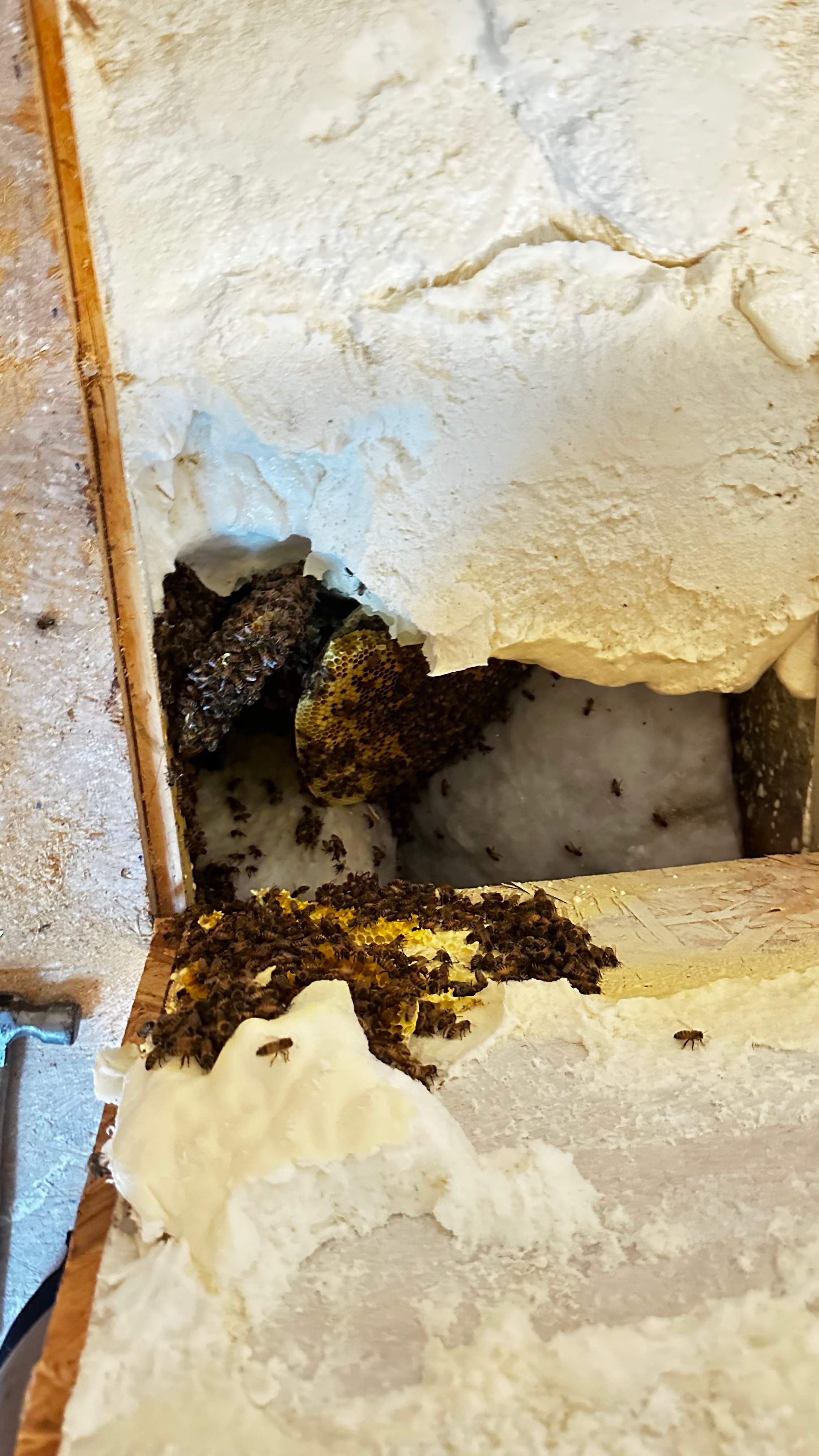 Bees Underfoot by Rockwall Honey Bee Company