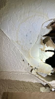 Mold Damage Project in Lakewood