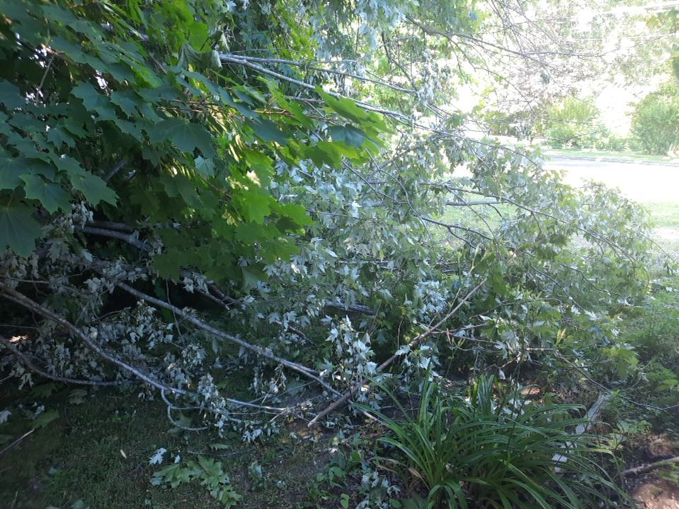 Storm Damaged Tree Removal  using Tree Removal by Mike Jones & Sons Tree Service LLC 