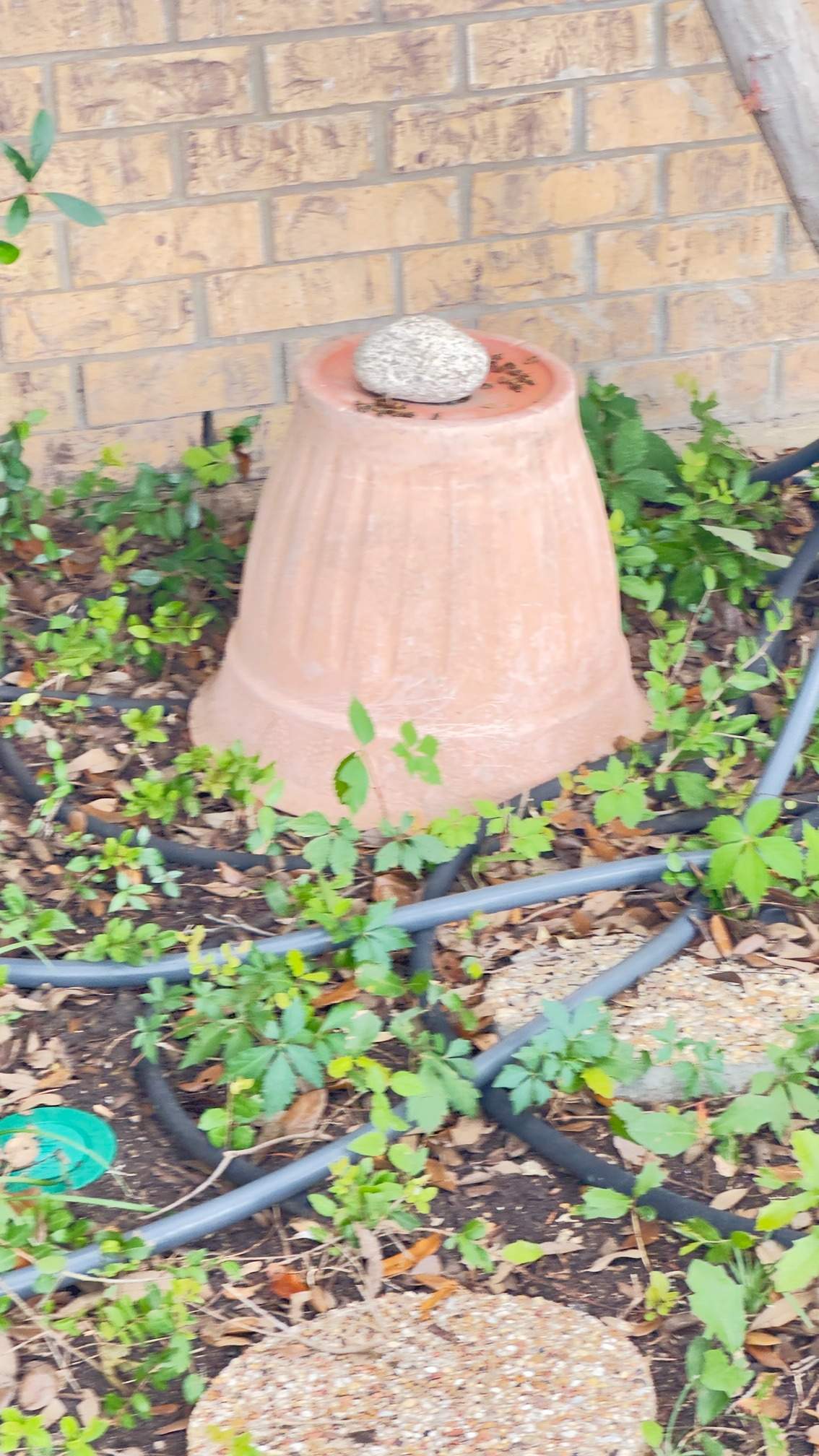 Water Spigot Swarm by Rockwall Honey Bee Company