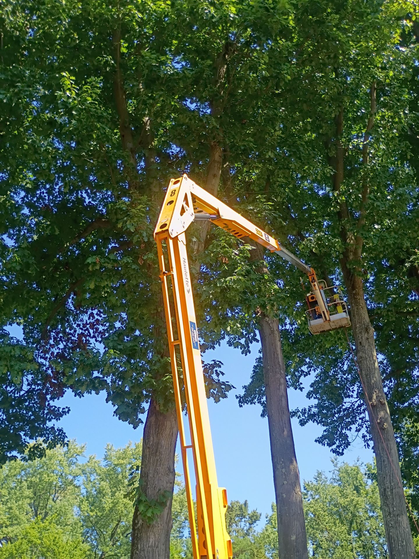 Tree Trimming & Tree Removal in Akron Ohio by Mike Jones & Sons Tree Service LLC 