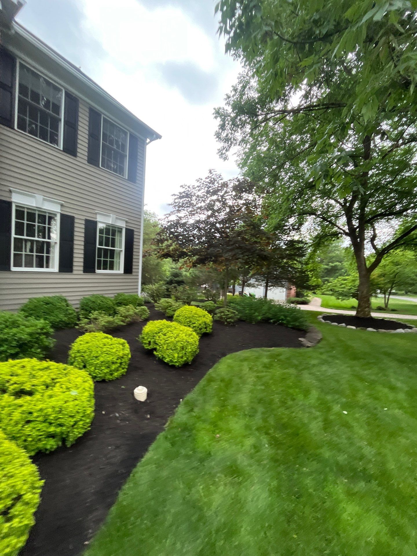 Comprehensive Shrub and Ornamental Bed Maintenance in Basking Ridge by Ants Plants
