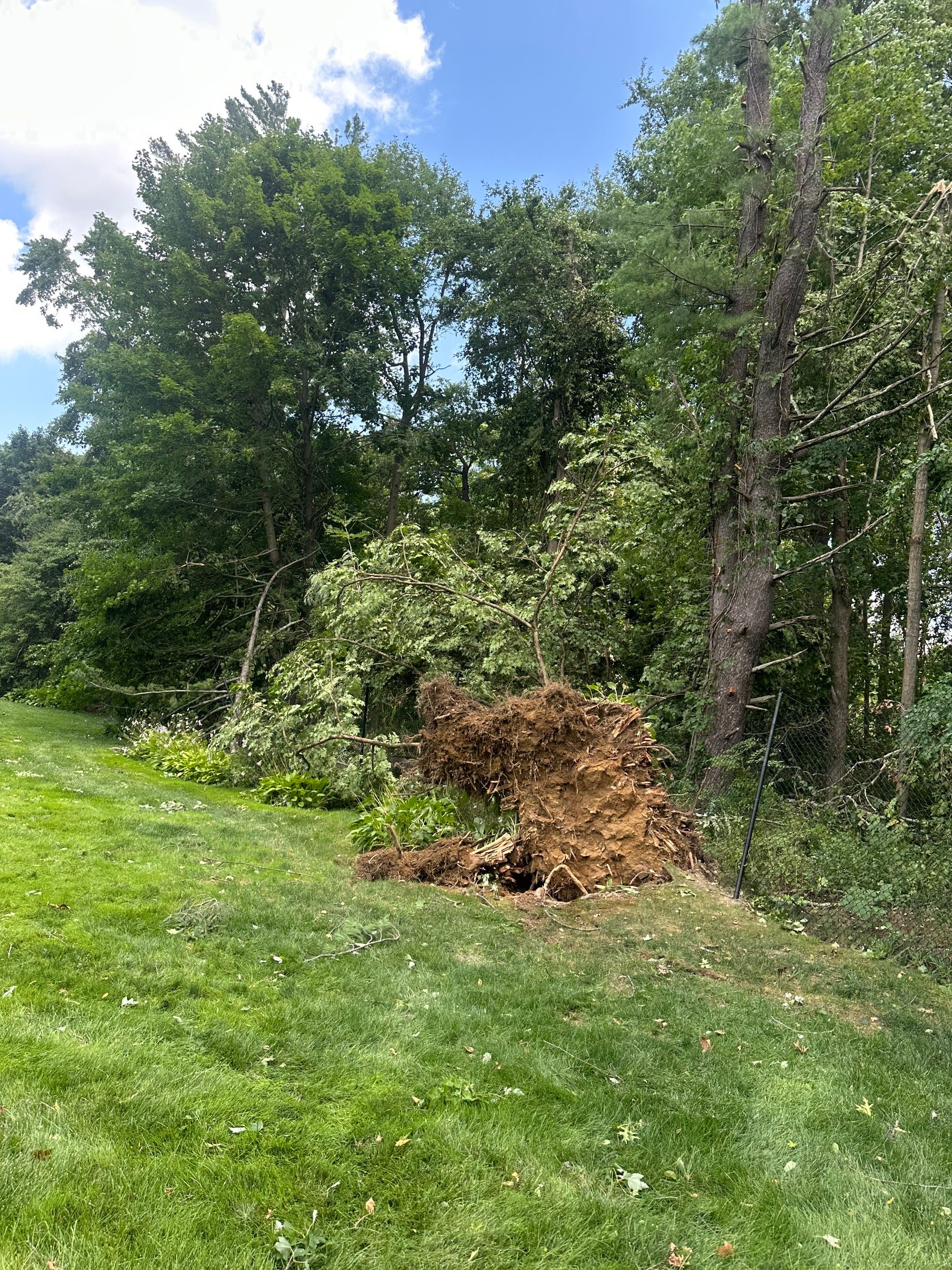 Emergency Tornado Damage Cleanup and Hazardous Tree Removal in Harrison by Fox Hill Luxury Real Estate Services