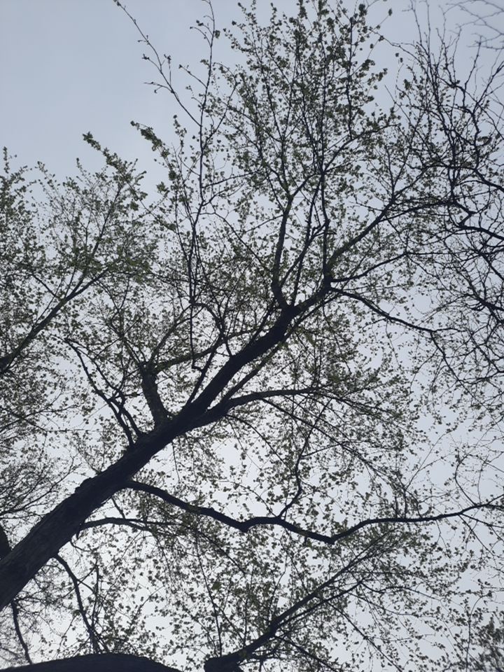 Tree Removal using Tree Removal by Mike Jones & Sons Tree Service LLC 