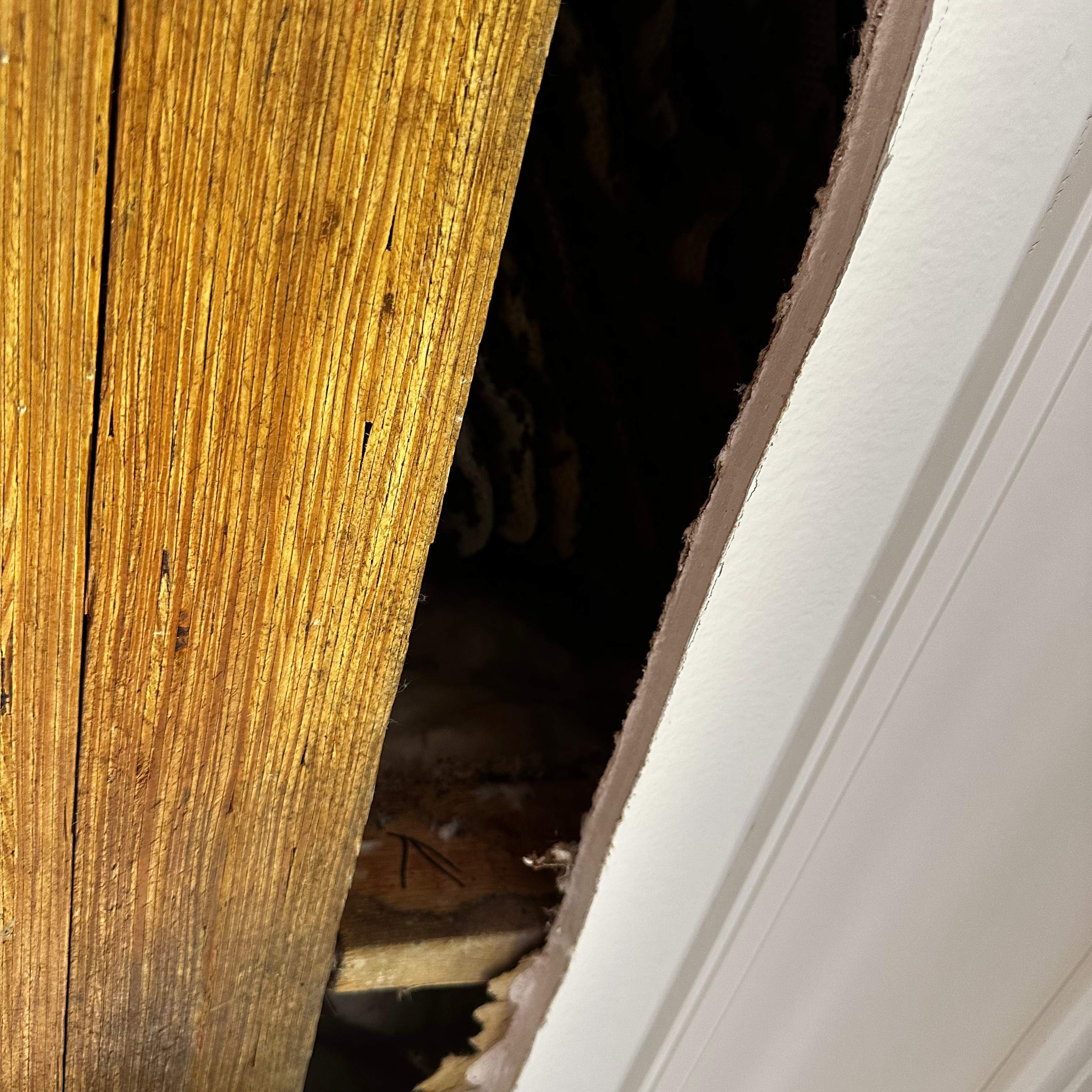 Ceiling Cutout by Rockwall Honey Bee Company