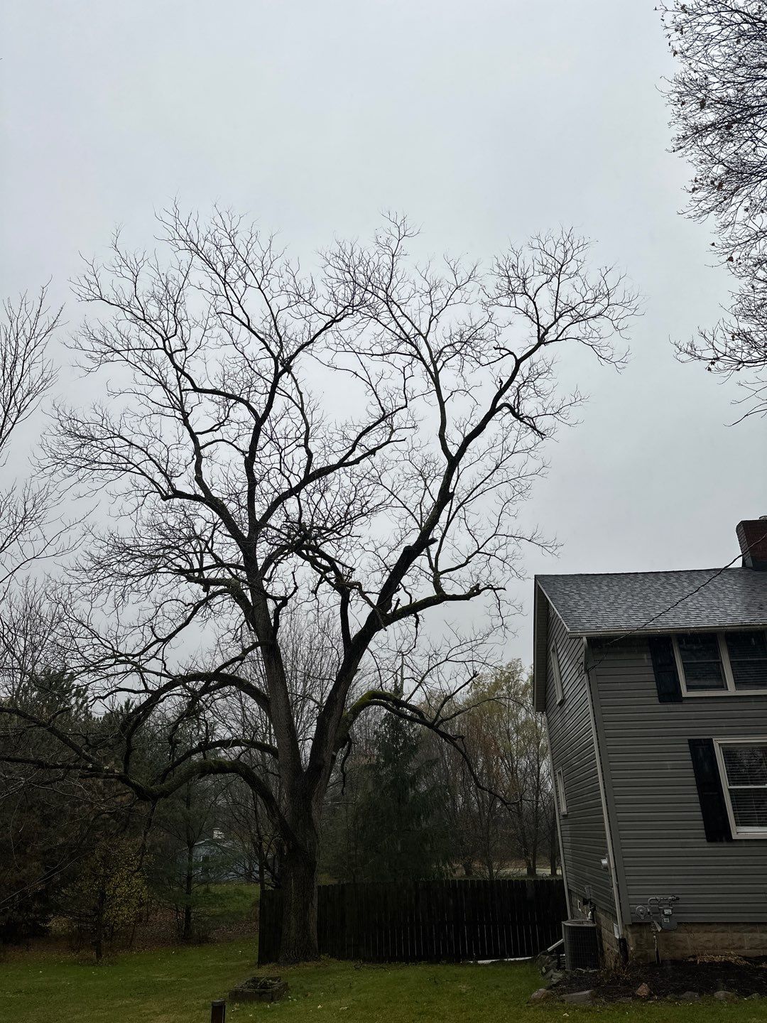Tree Trimming using Tree Pruing by Mike Jones & Sons Tree Service LLC 