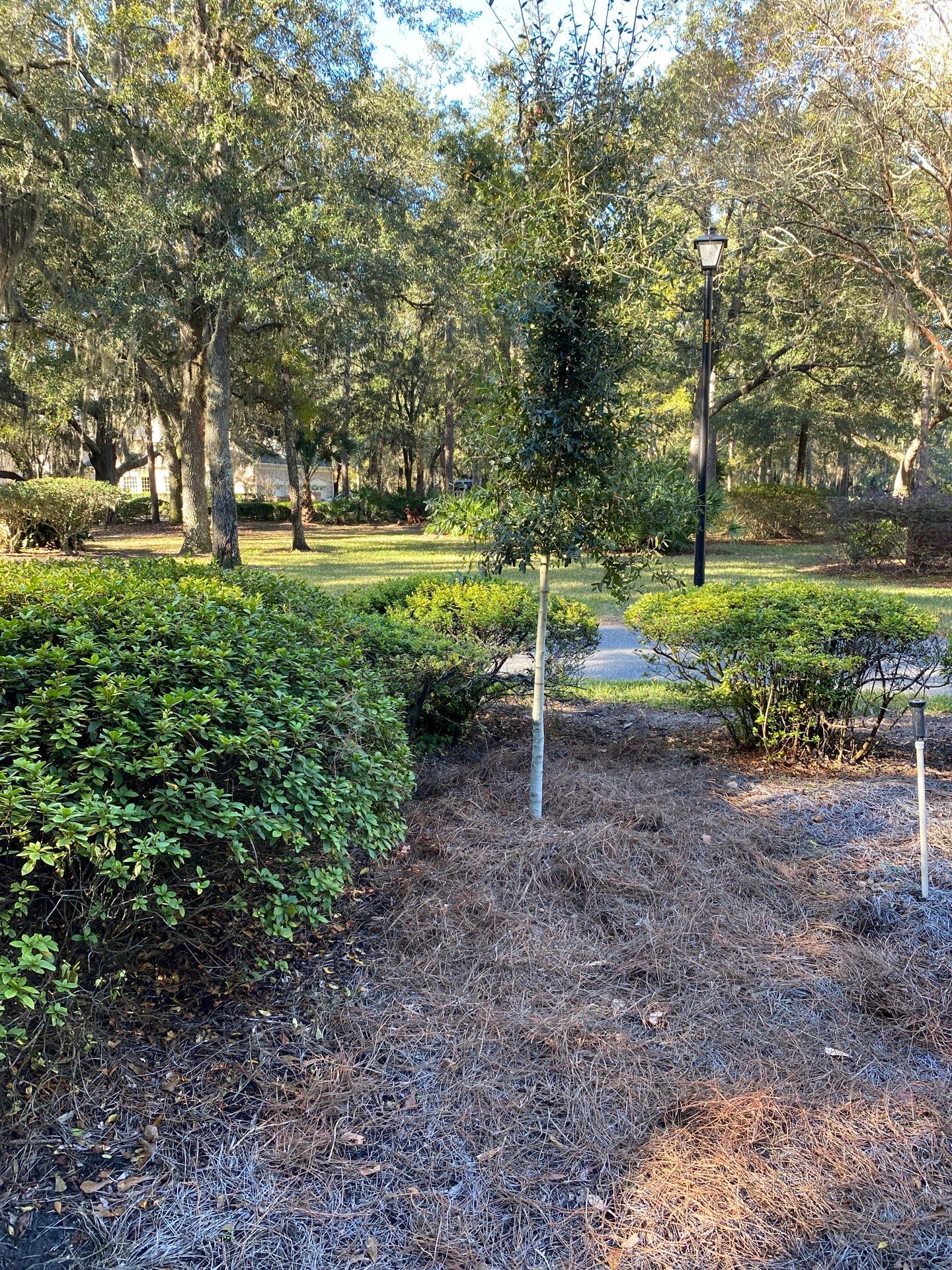 Deerwood Community | Oak Tree Replacement Project by ProGreen Services