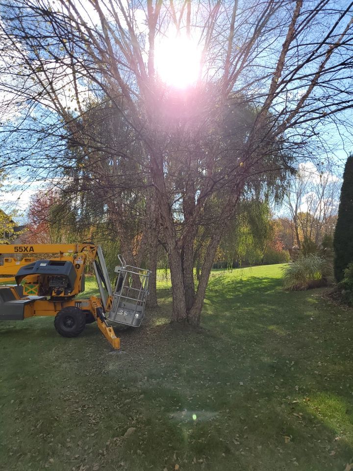 Tree Removal using Tree Removal by Mike Jones & Sons Tree Service LLC 