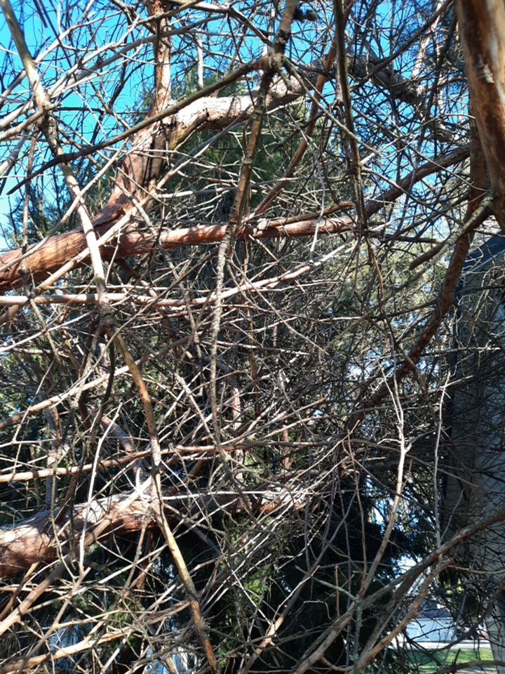 Storm Damaged Tree Removal  using Tree Removal by Mike Jones & Sons Tree Service LLC 