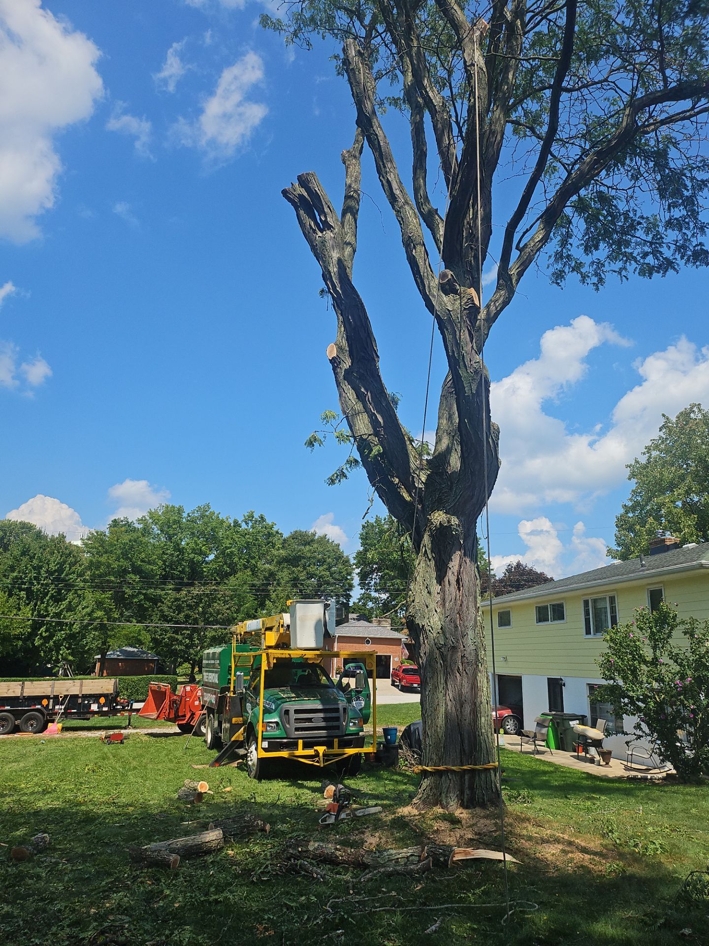 Tree Removal using Tree Removal by Mike Jones & Sons Tree Service LLC 