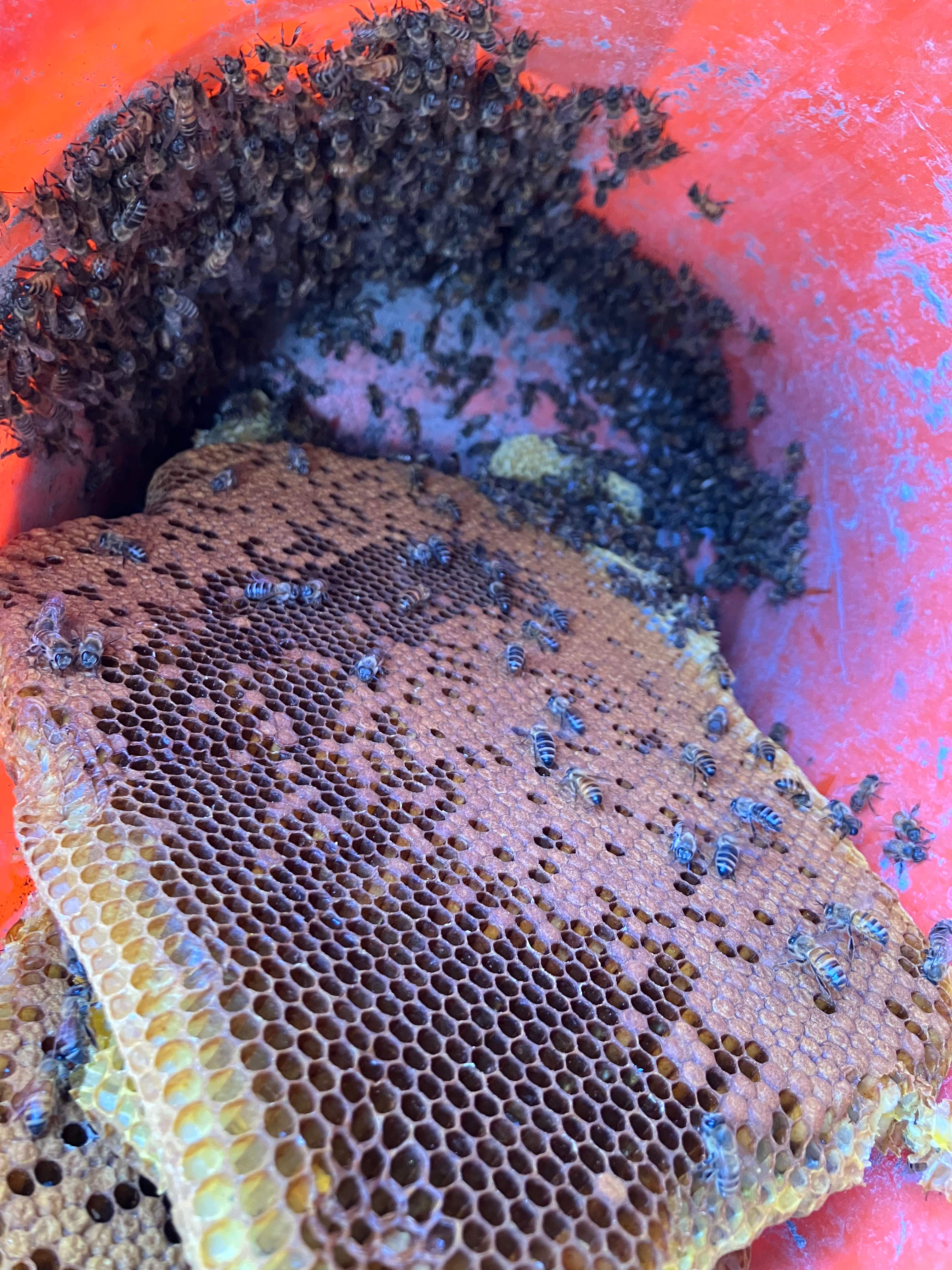 Happy Birthday! by Rockwall Honey Bee Company