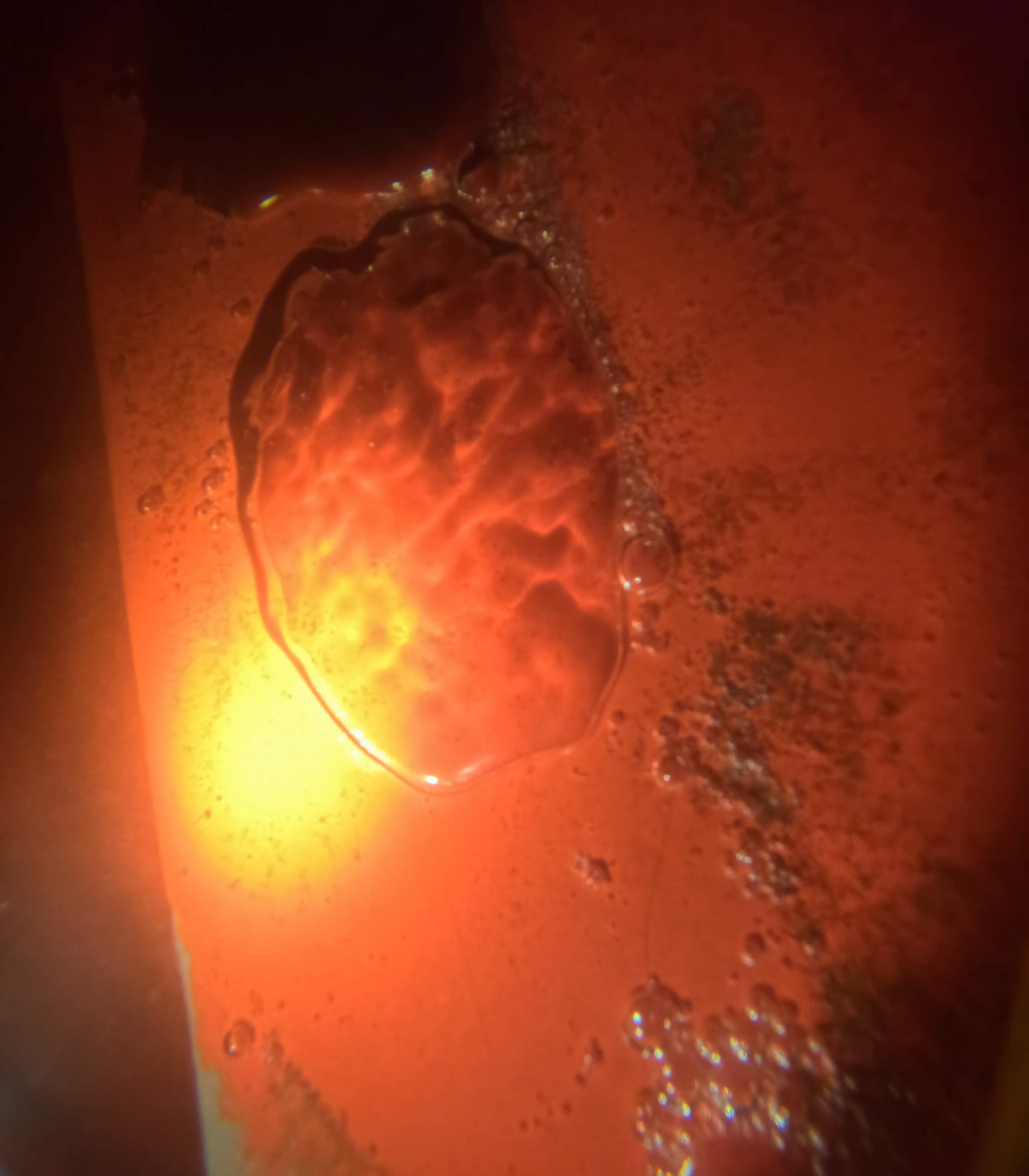 Project in North Fort Myers, FL by Florida Hull Cleaning 