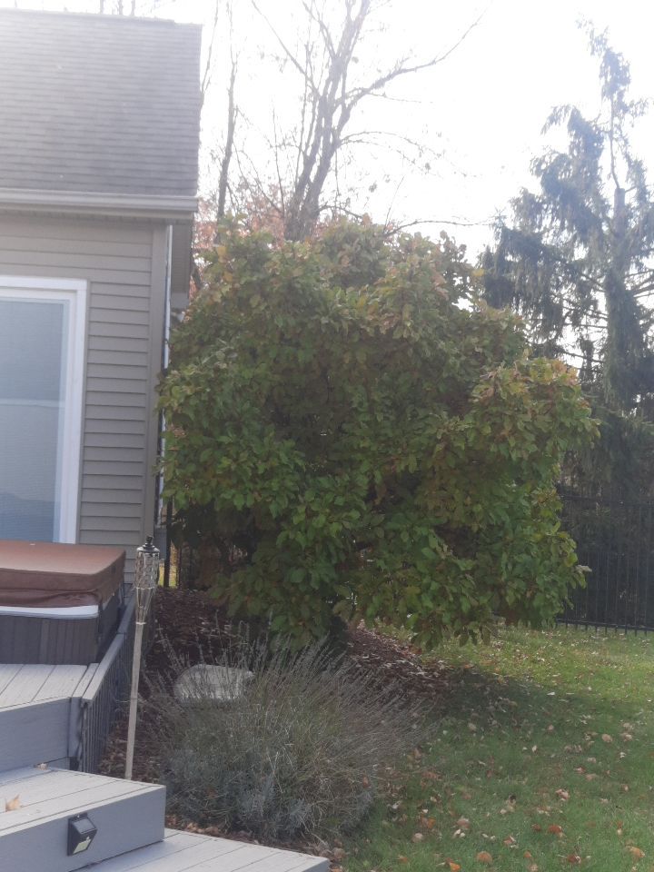 Tree Trimming using Tree Pruing by Mike Jones & Sons Tree Service LLC 