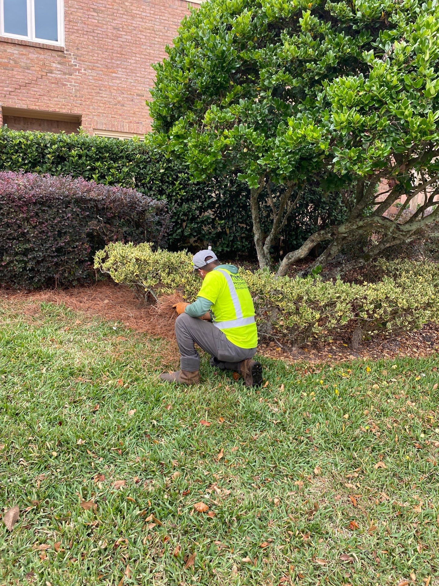 Deerwood Pointe | Tree Removal & Pine Straw Installation by ProGreen Services