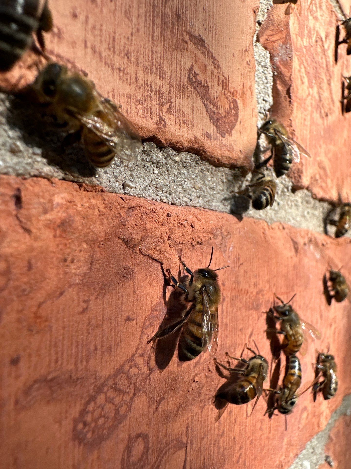 Bees Behind Bricks by Rockwall Honey Bee Company