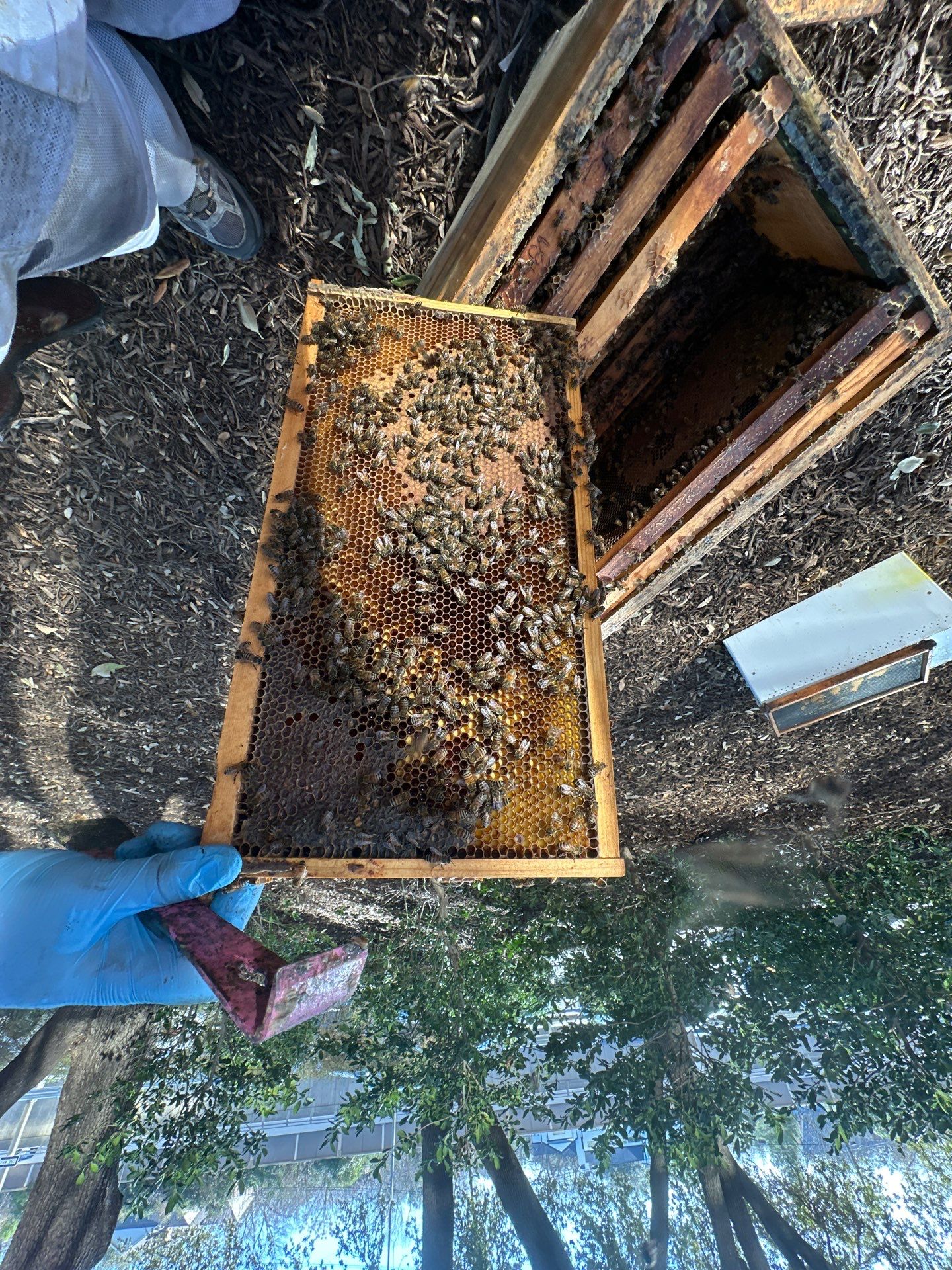 Urban Building Bees by Rockwall Honey Bee Company