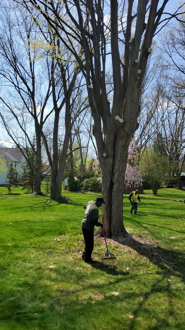 Tree Removal using Tree Removal by Mike Jones & Sons Tree Service LLC 