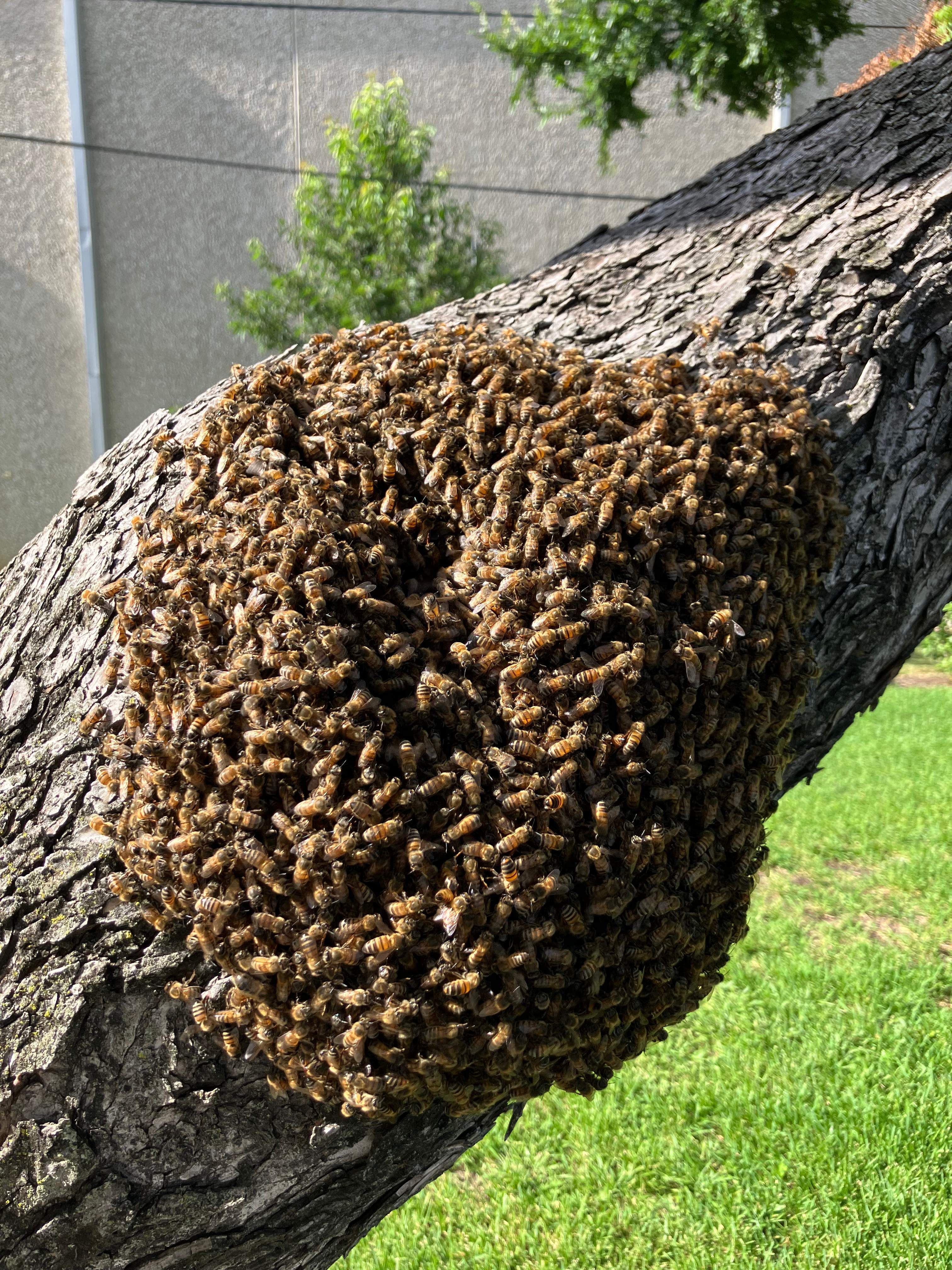 Favorite Tree Job by Rockwall Honey Bee Company