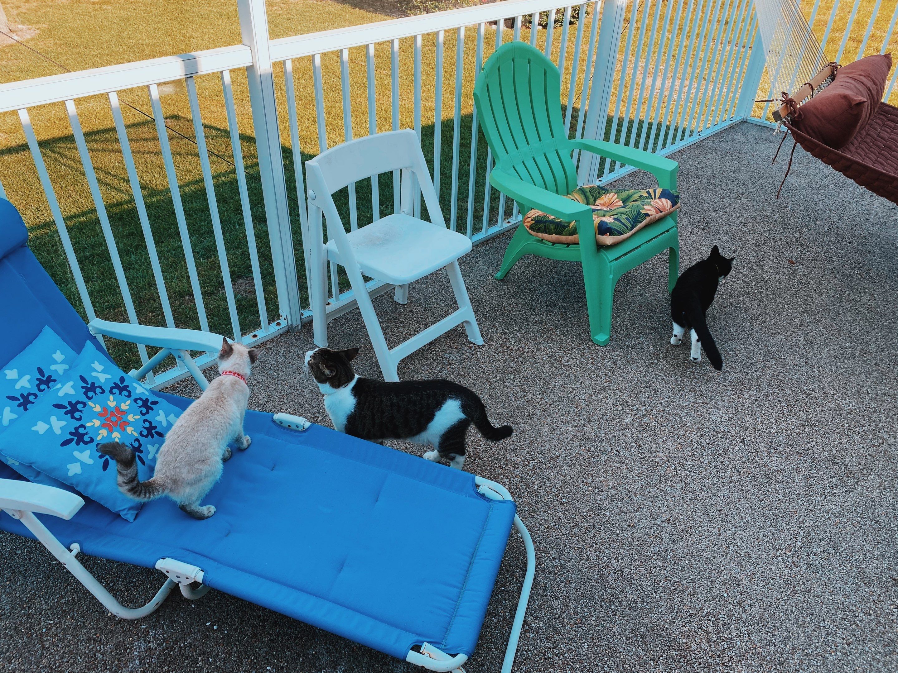 Wild Cats by CompanyCam