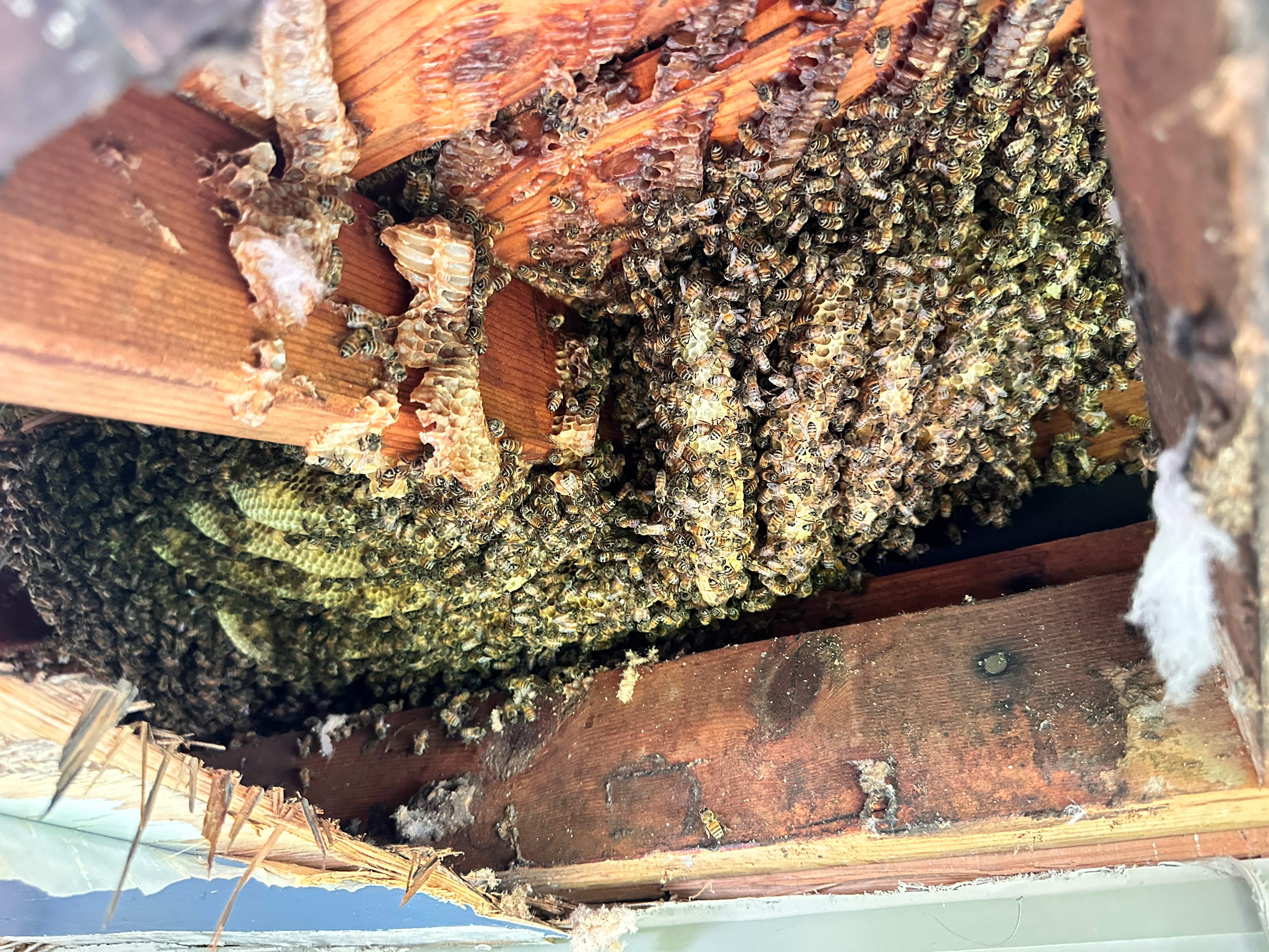 Sneaky! by Rockwall Honey Bee Company