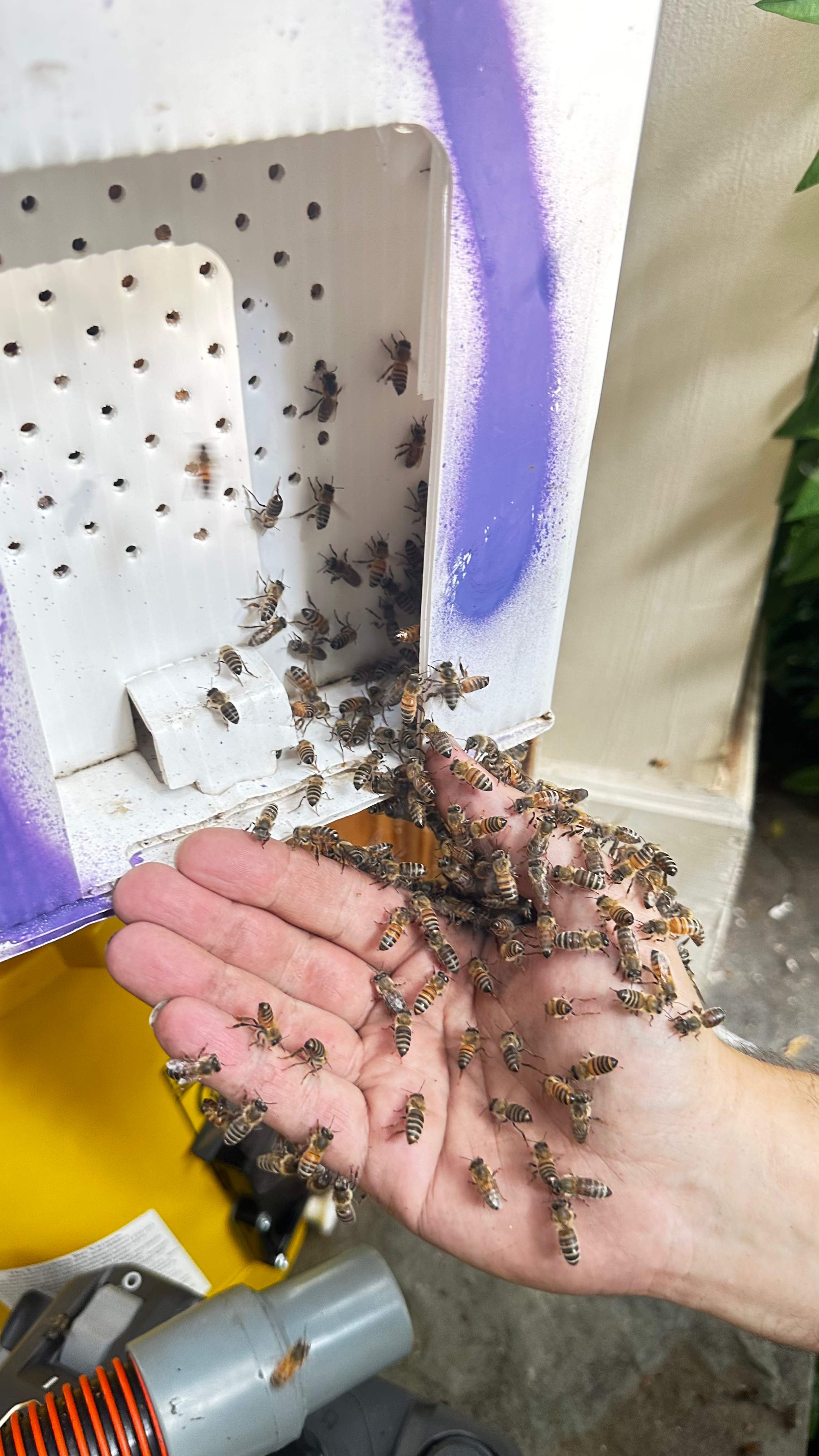 Column Bees by Rockwall Honey Bee Company